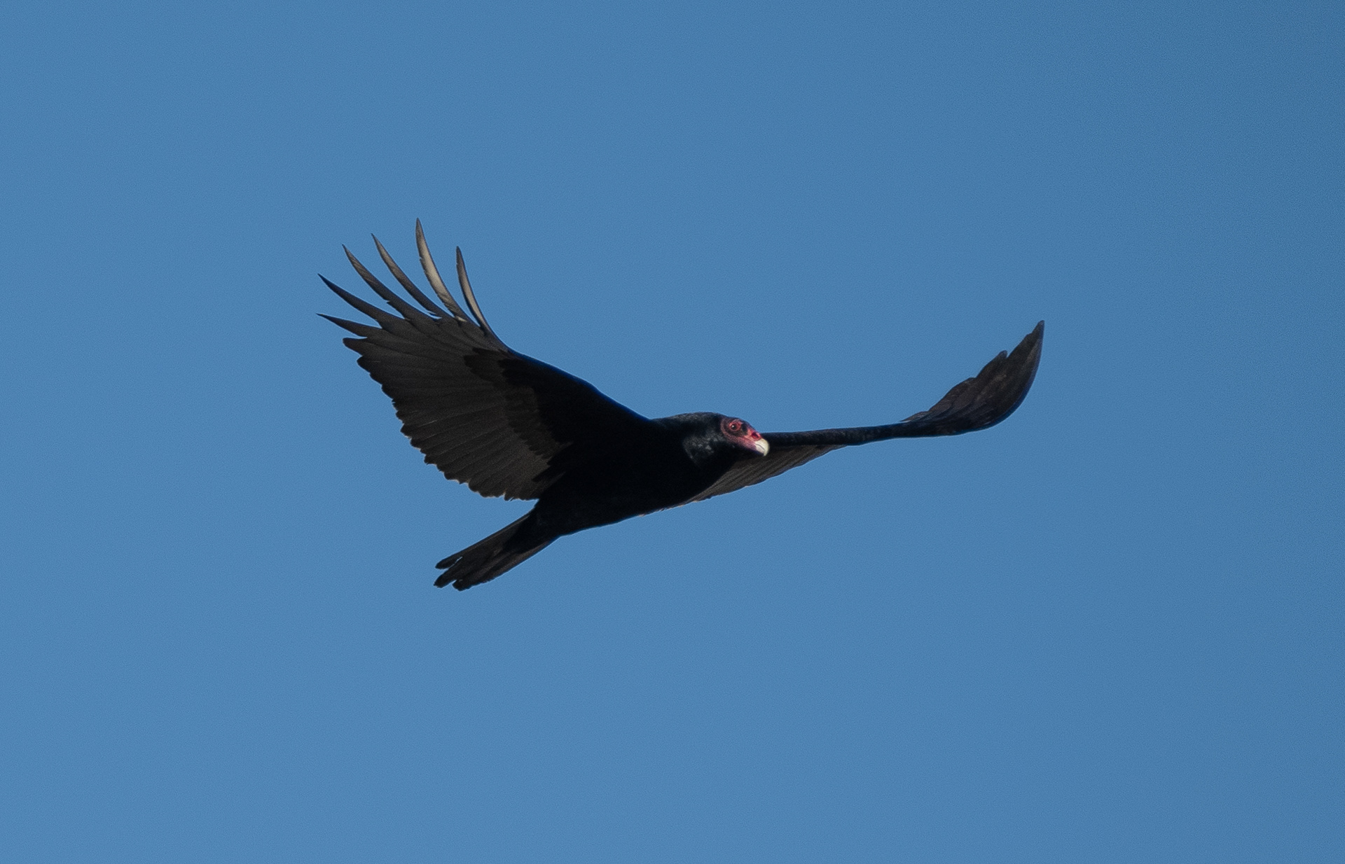 Turkey Vulture