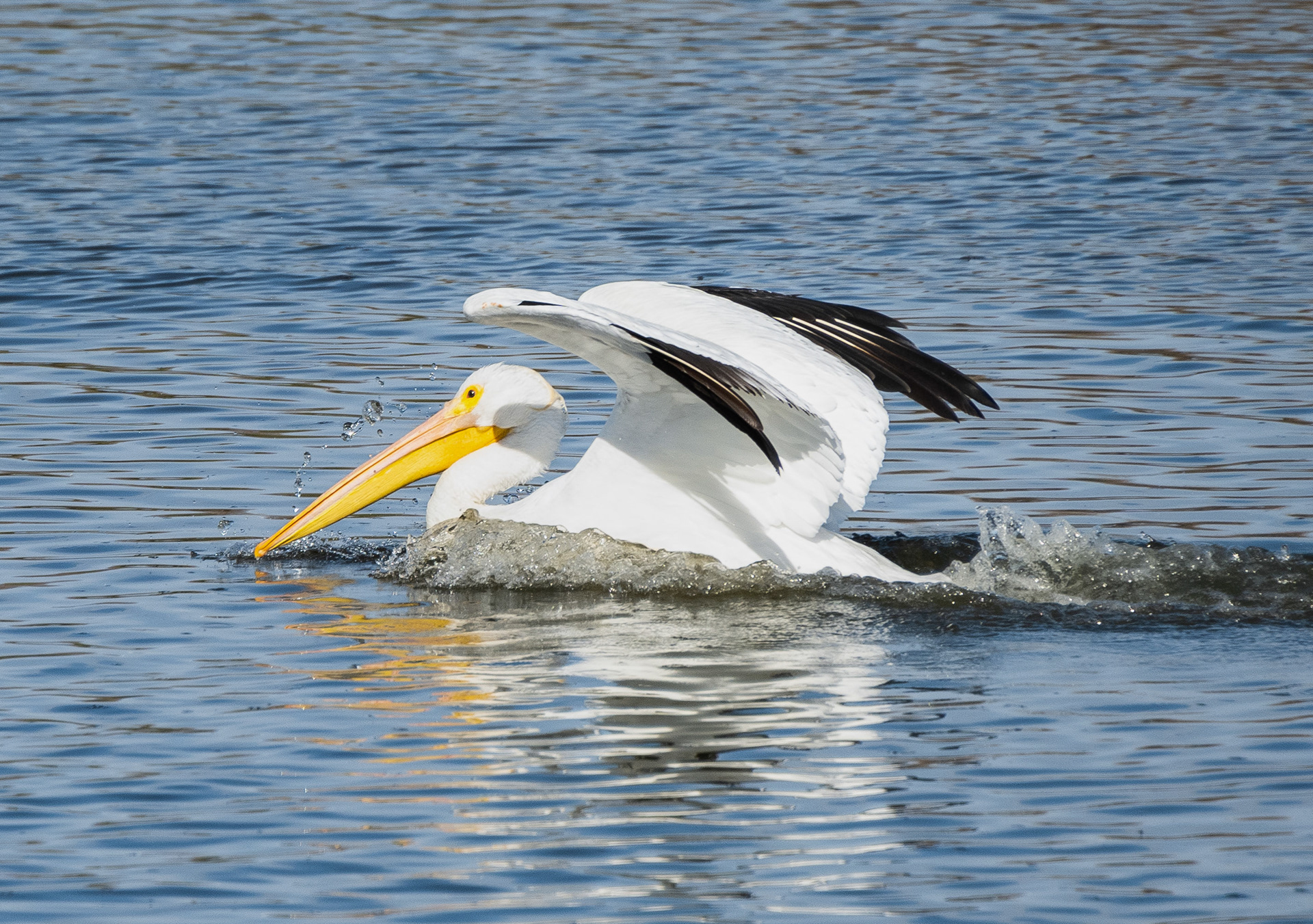American White Pelican