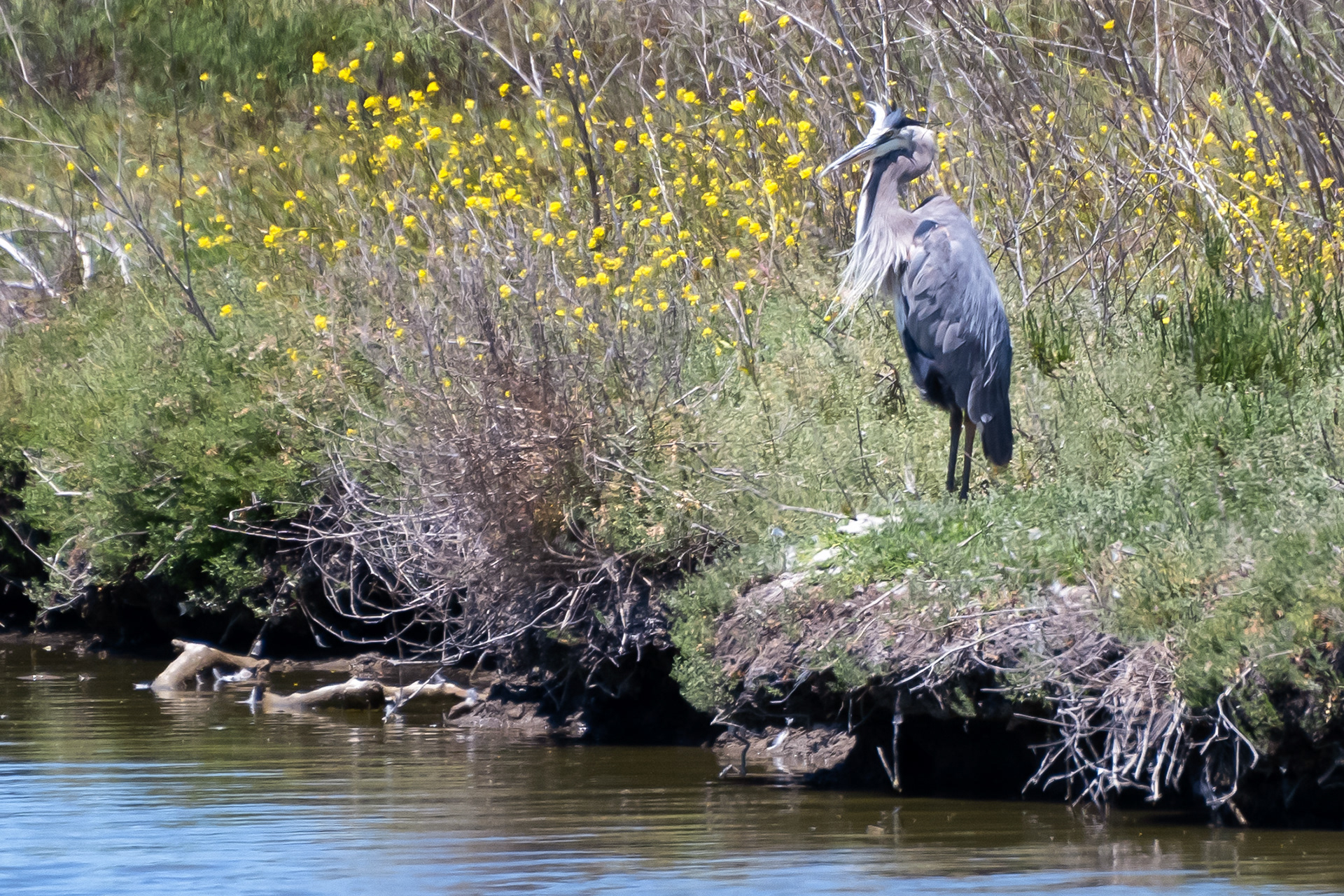 Great Blue Heron