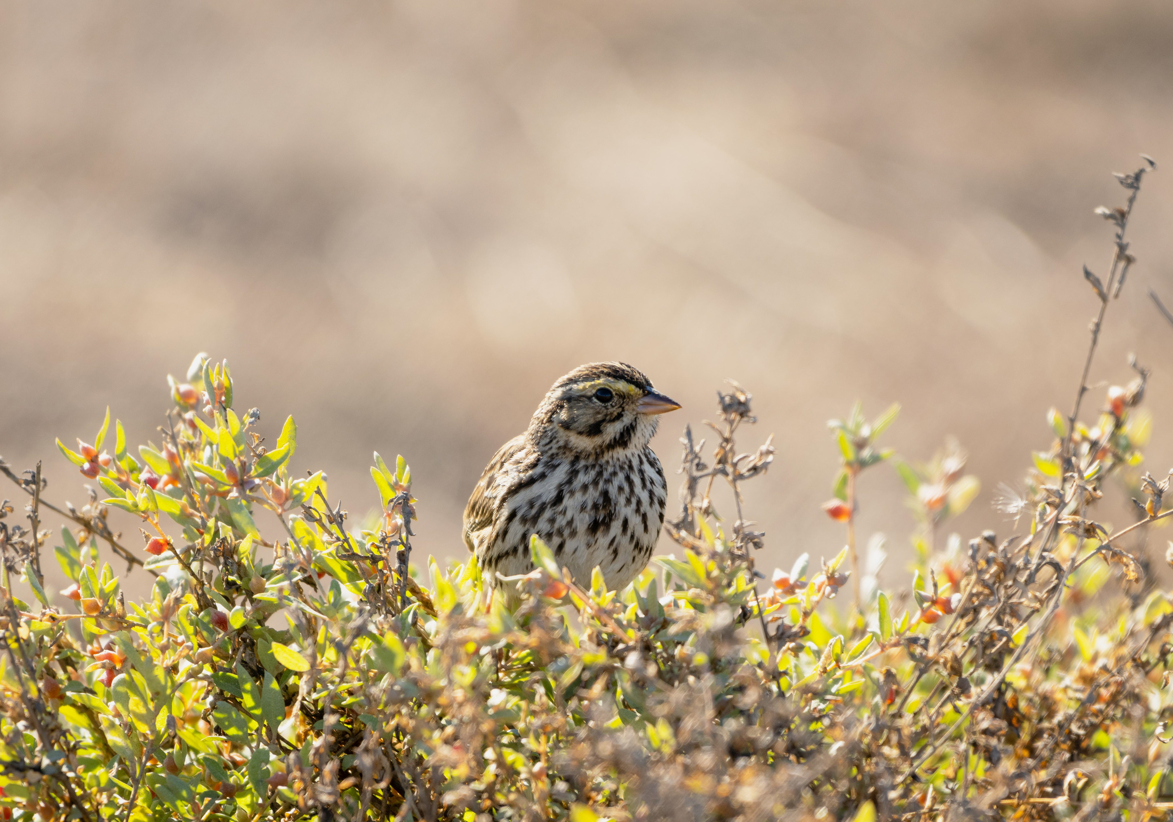 Savannah Sparrow