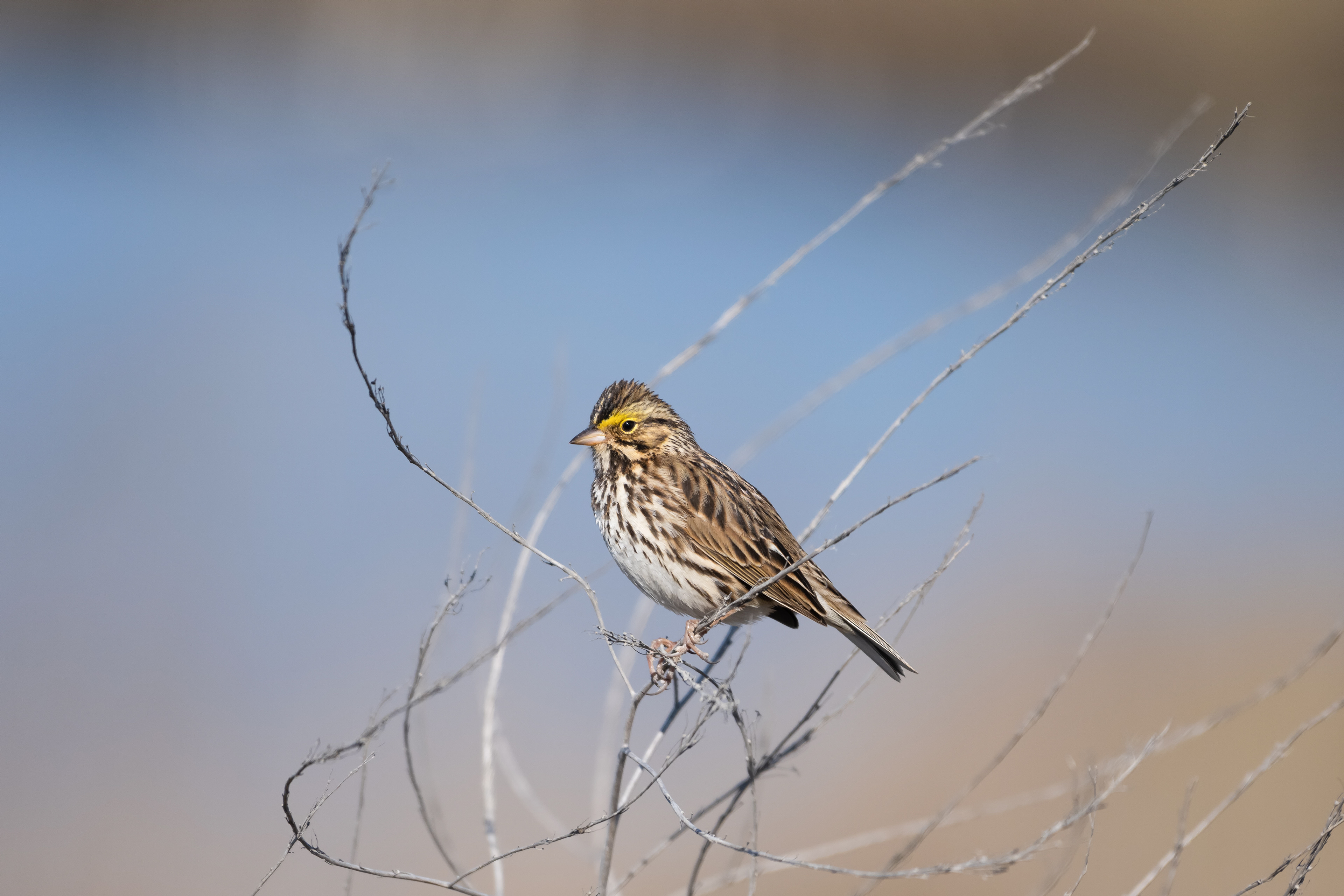 Savannah Sparrow