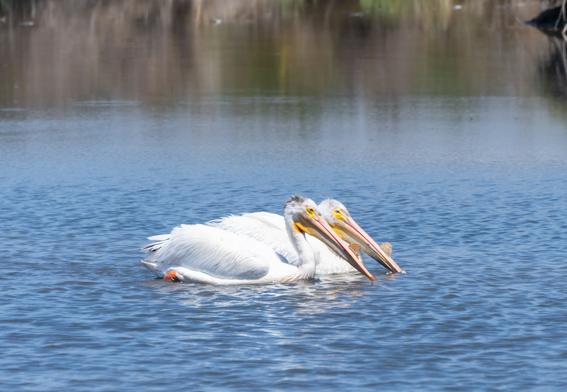 American White Pelican (breeding)