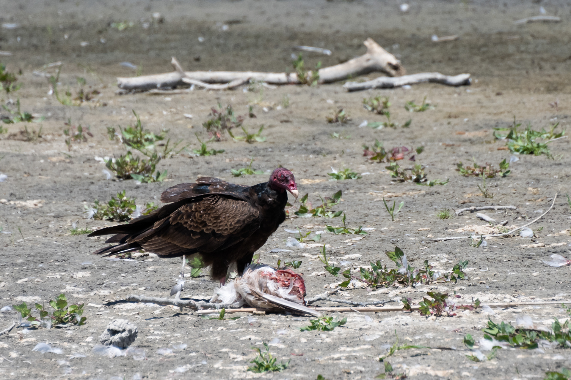 Turkey Vulture