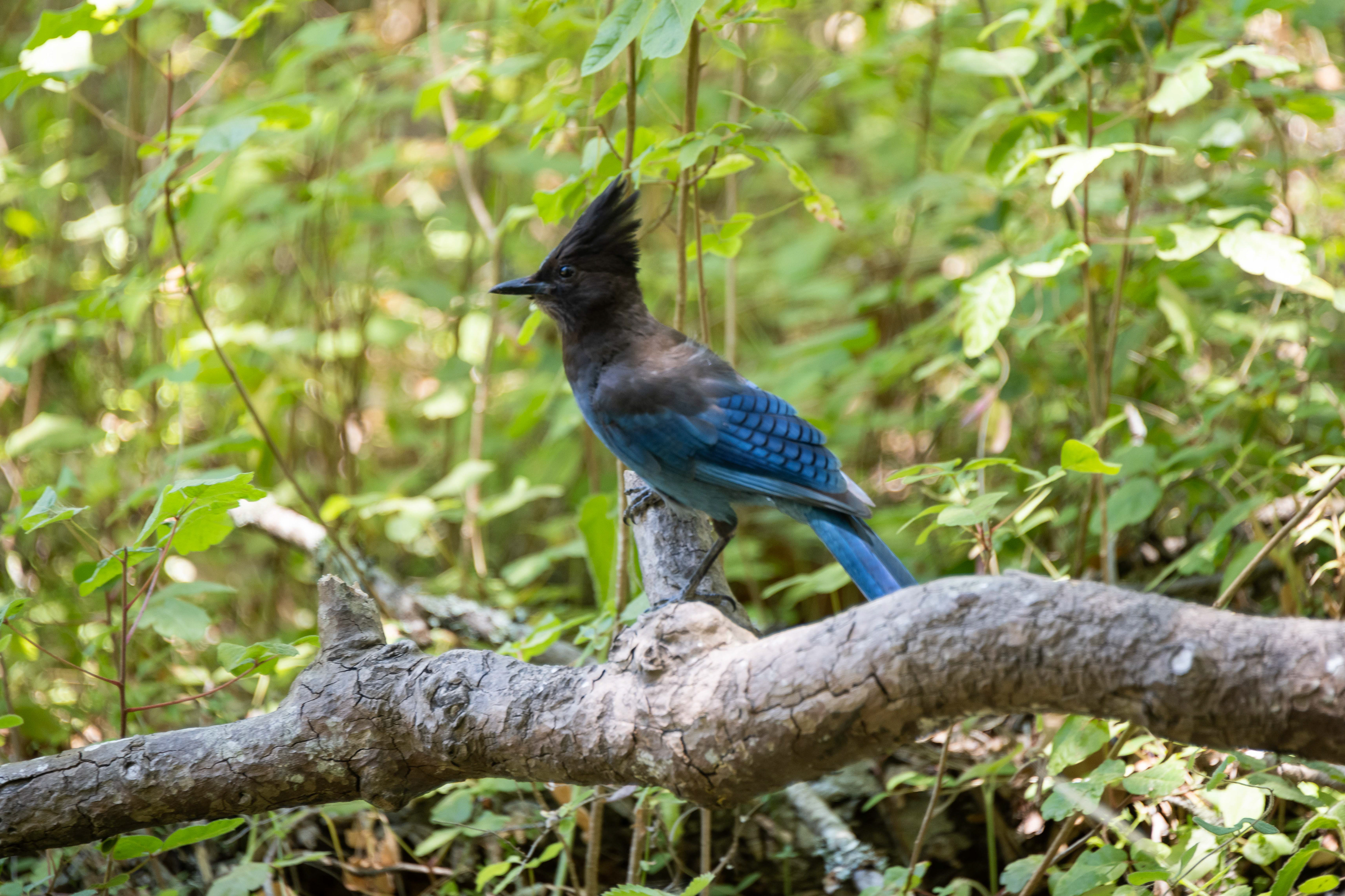 Steller's Jay