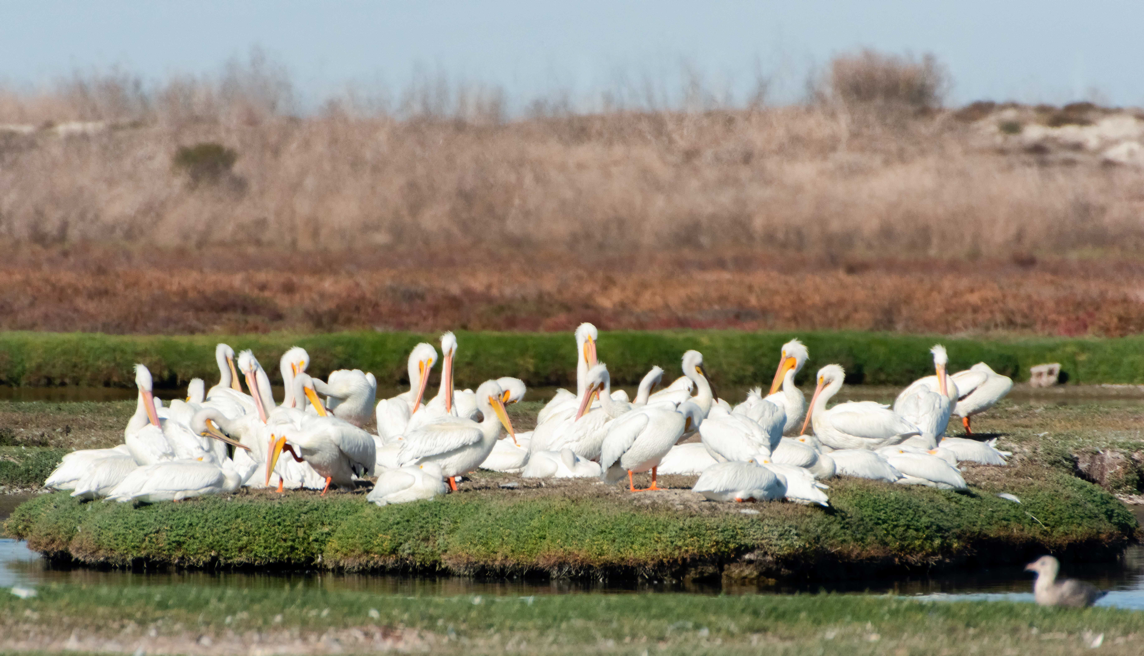  American White Pelicans