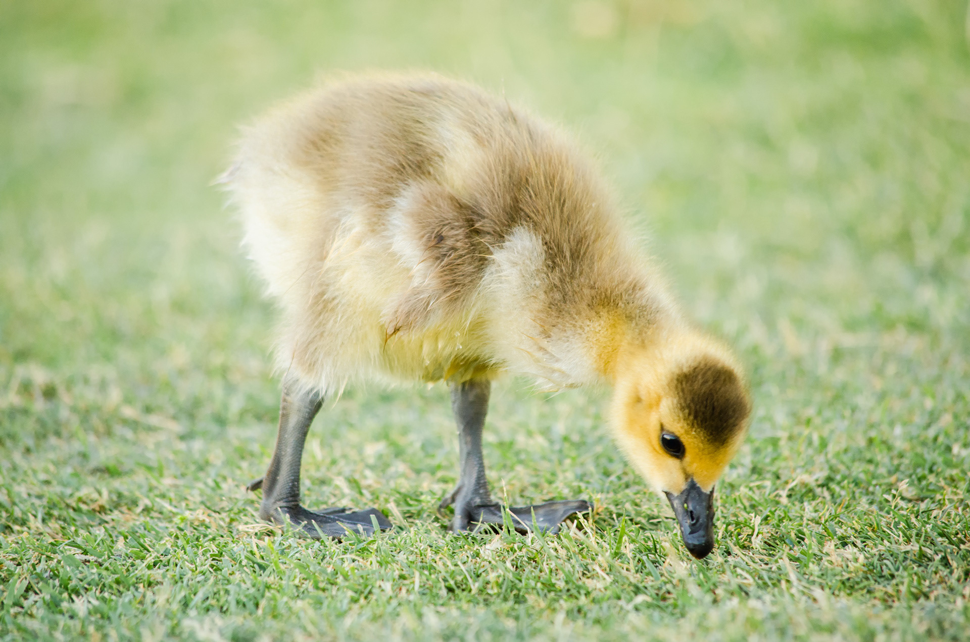 Baby Canada Goose
