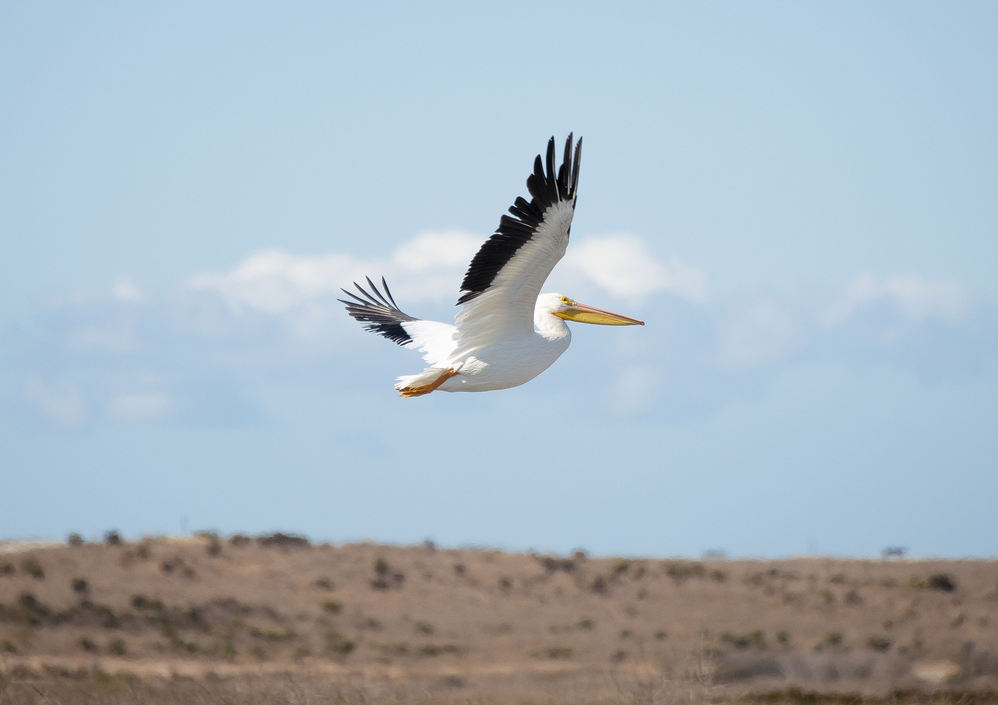 American White Pelican