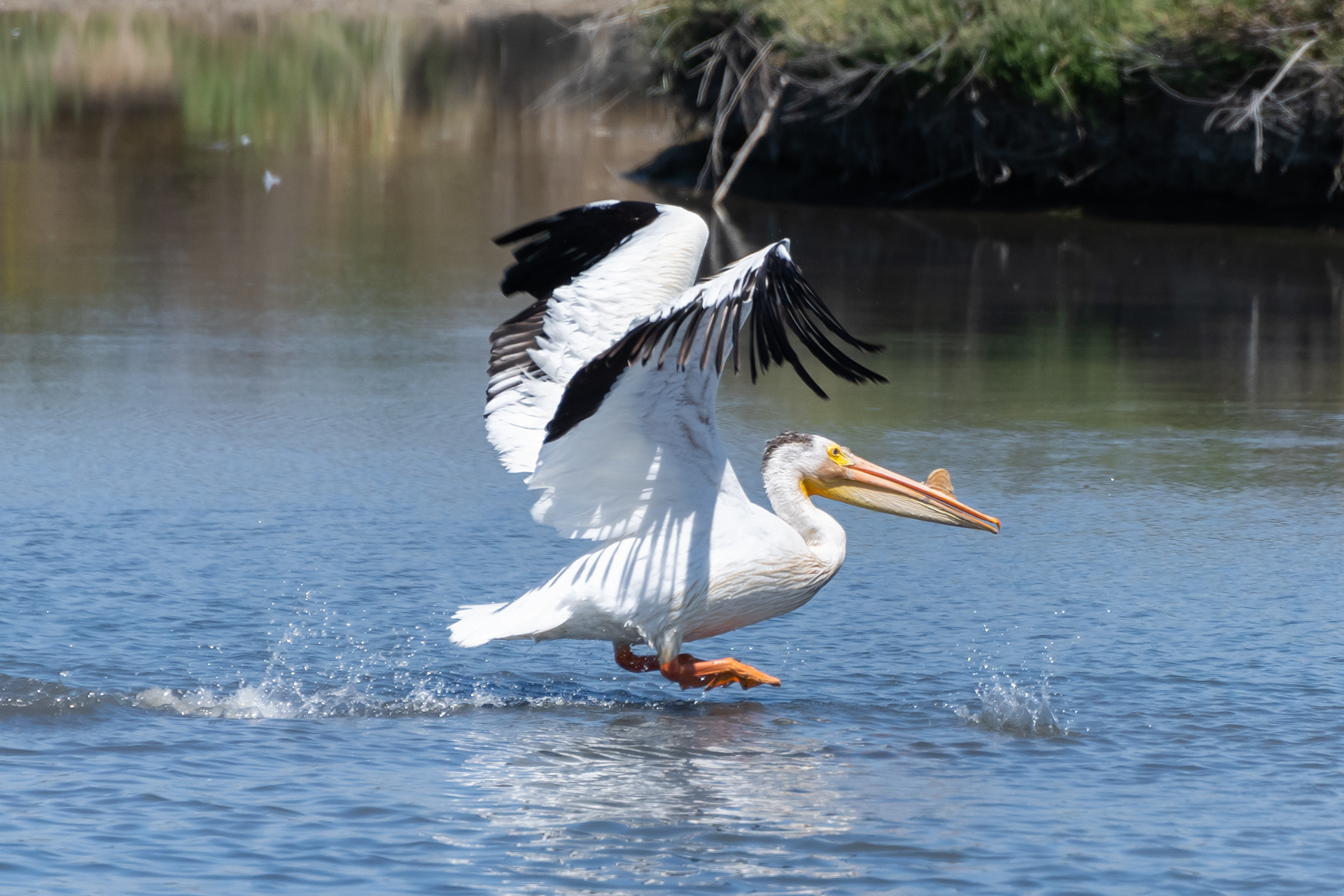 American White Pelican (breeding)