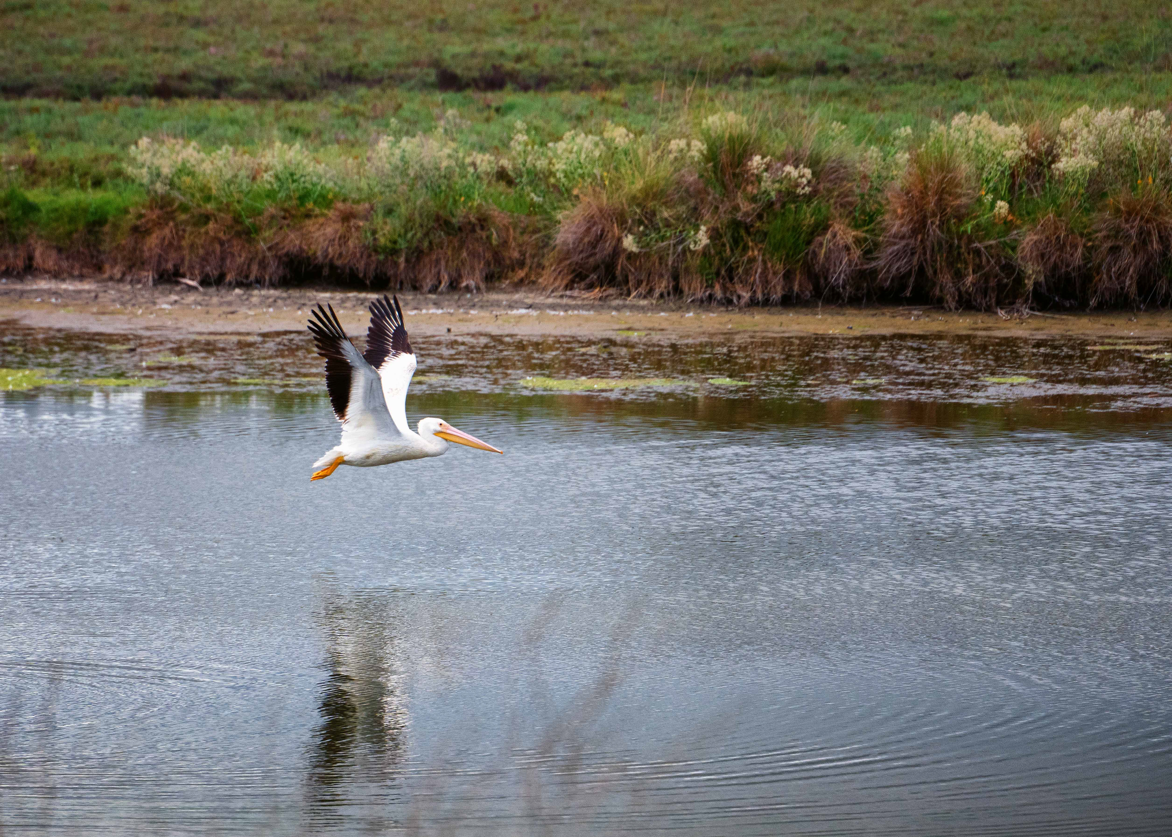  American White Pelican
