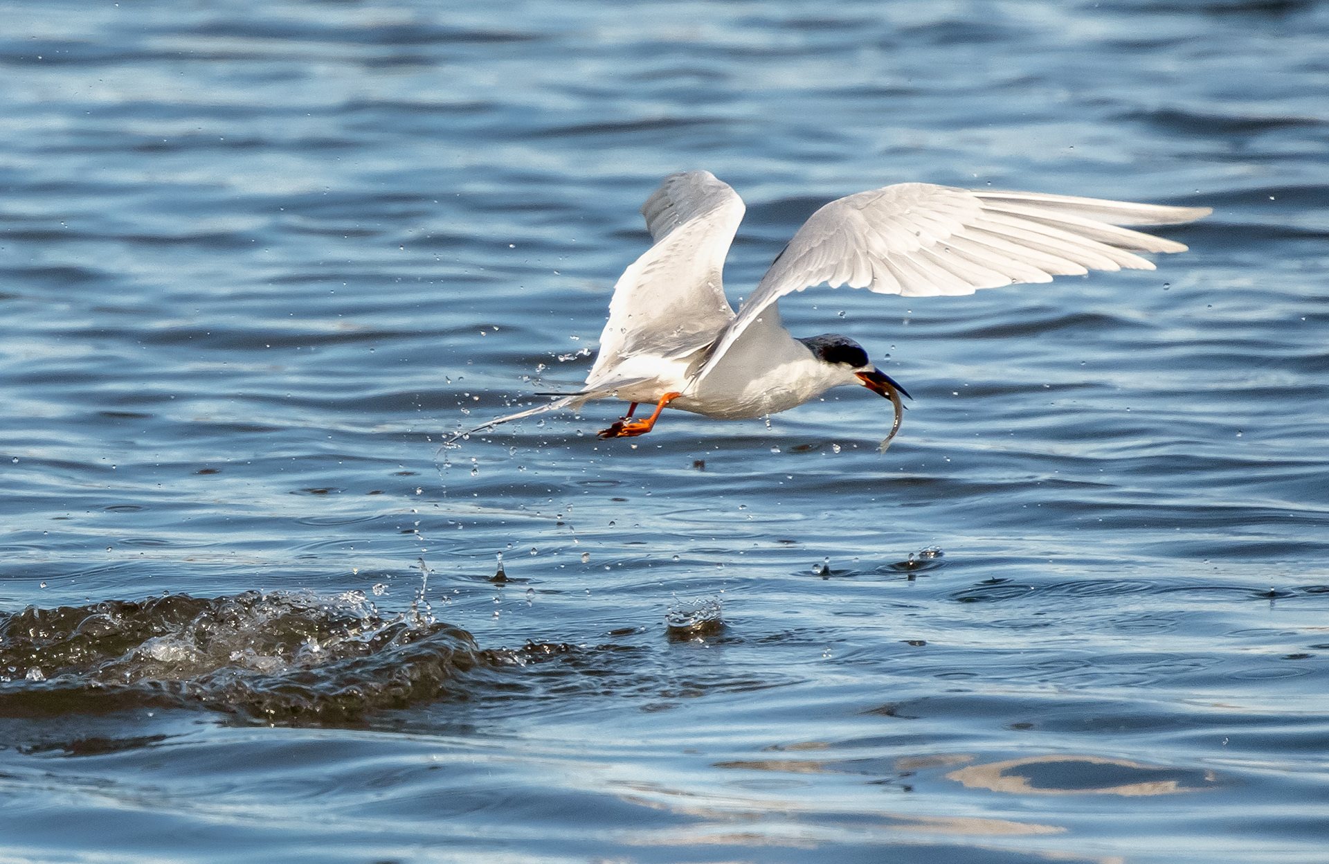 Forster's Tern