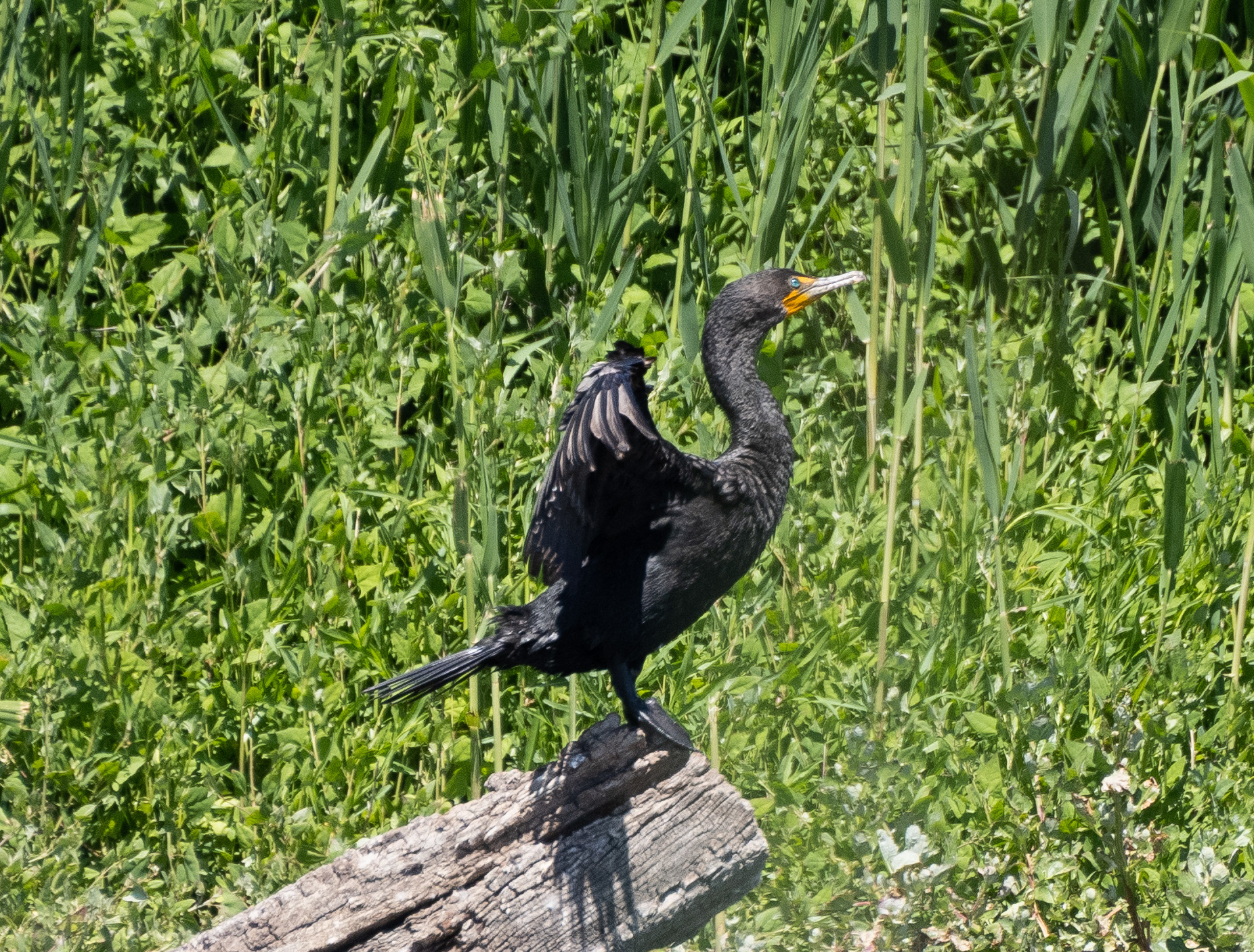 Double-Crested Cormorant