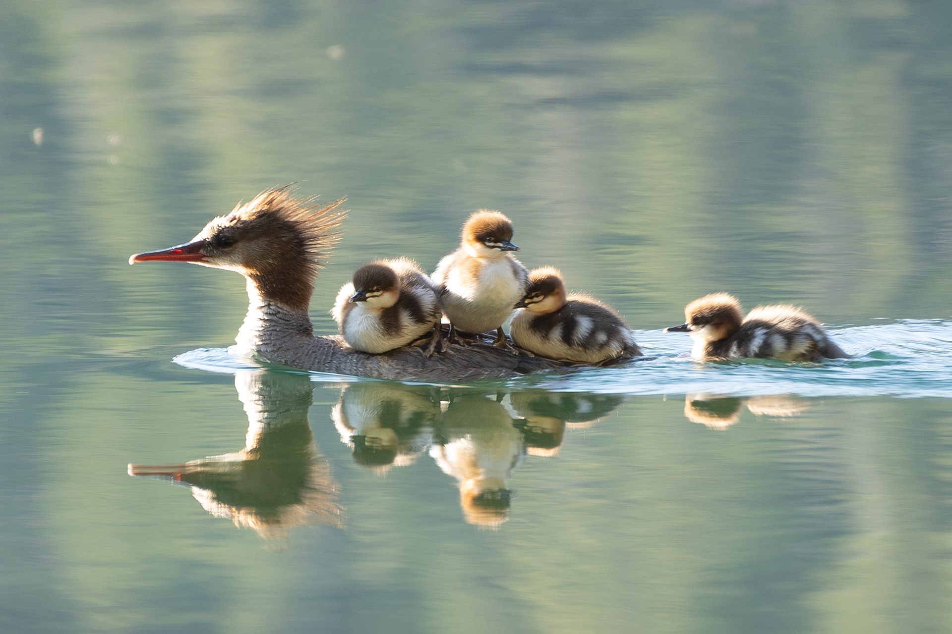 Common Merganser