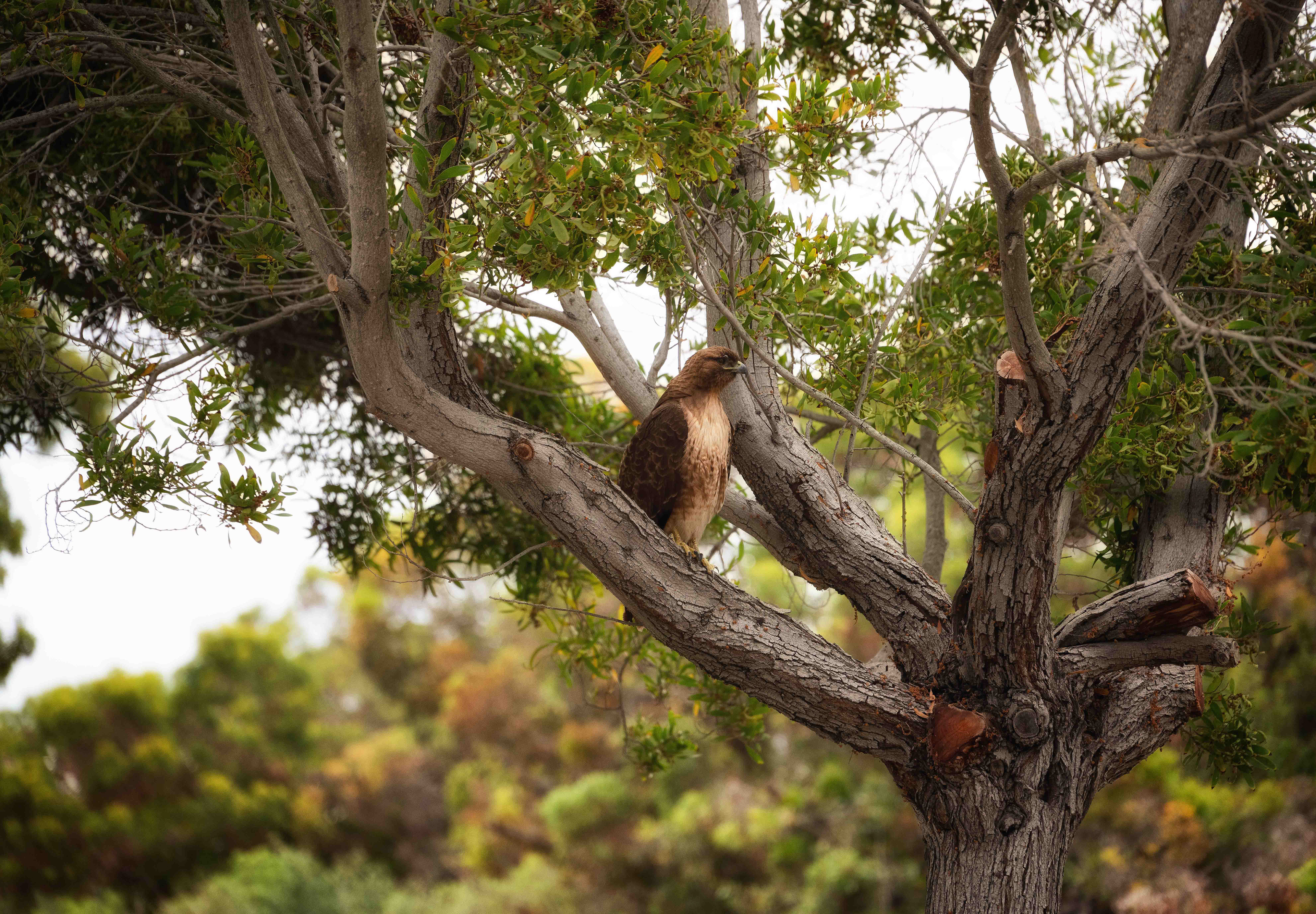  Red-tailed Hawk