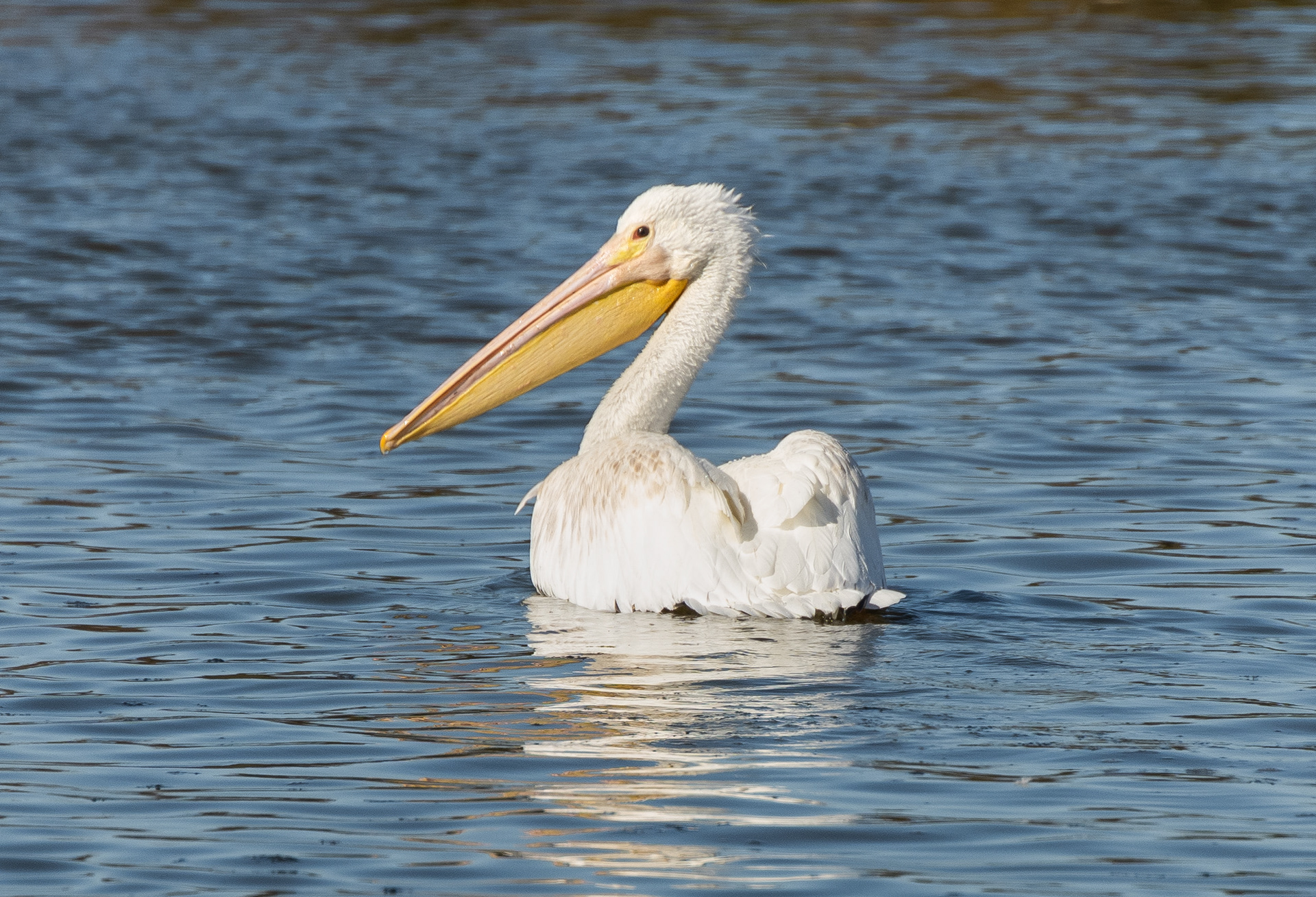 American White Pelican