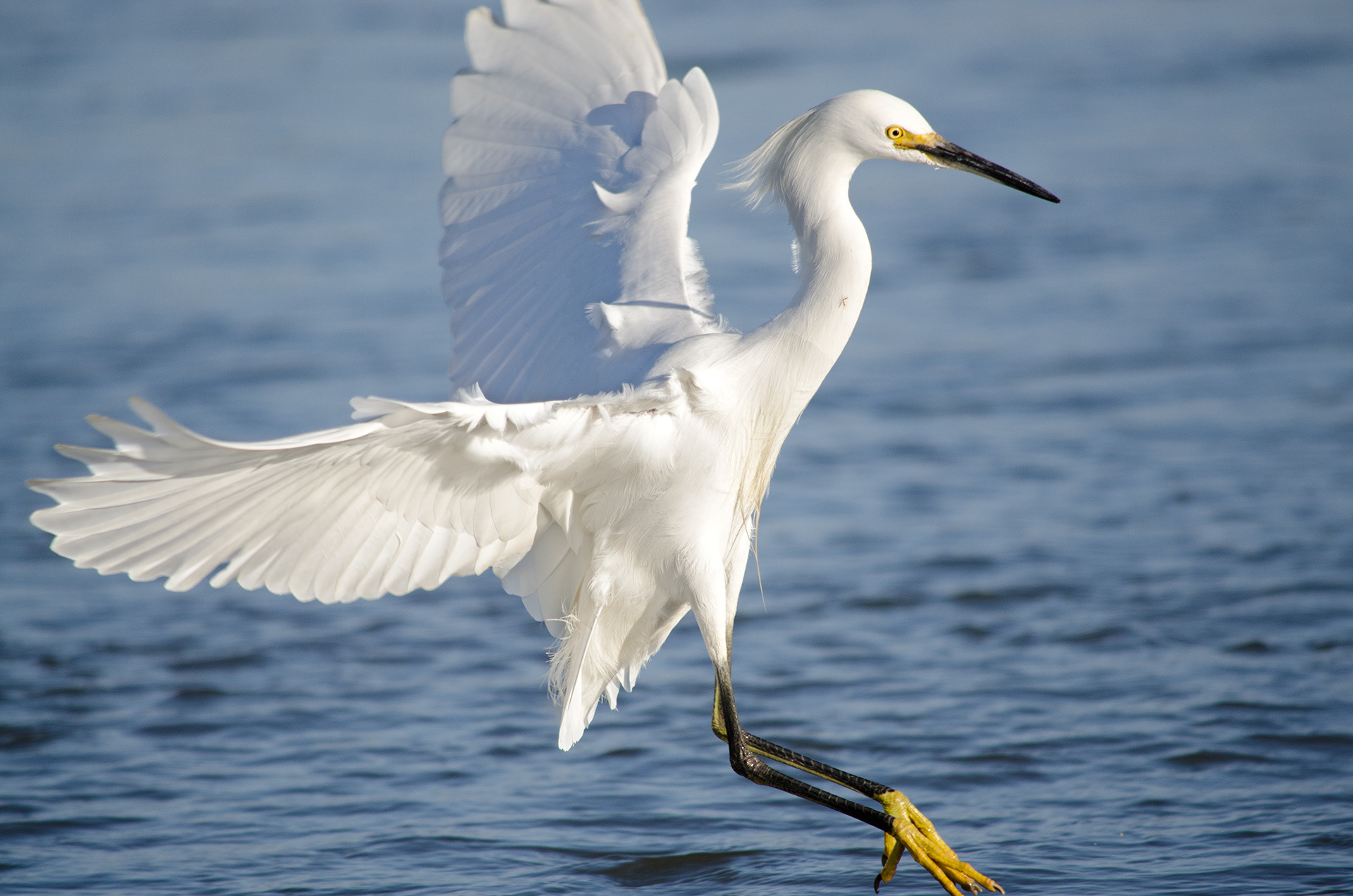 Snowy Egret