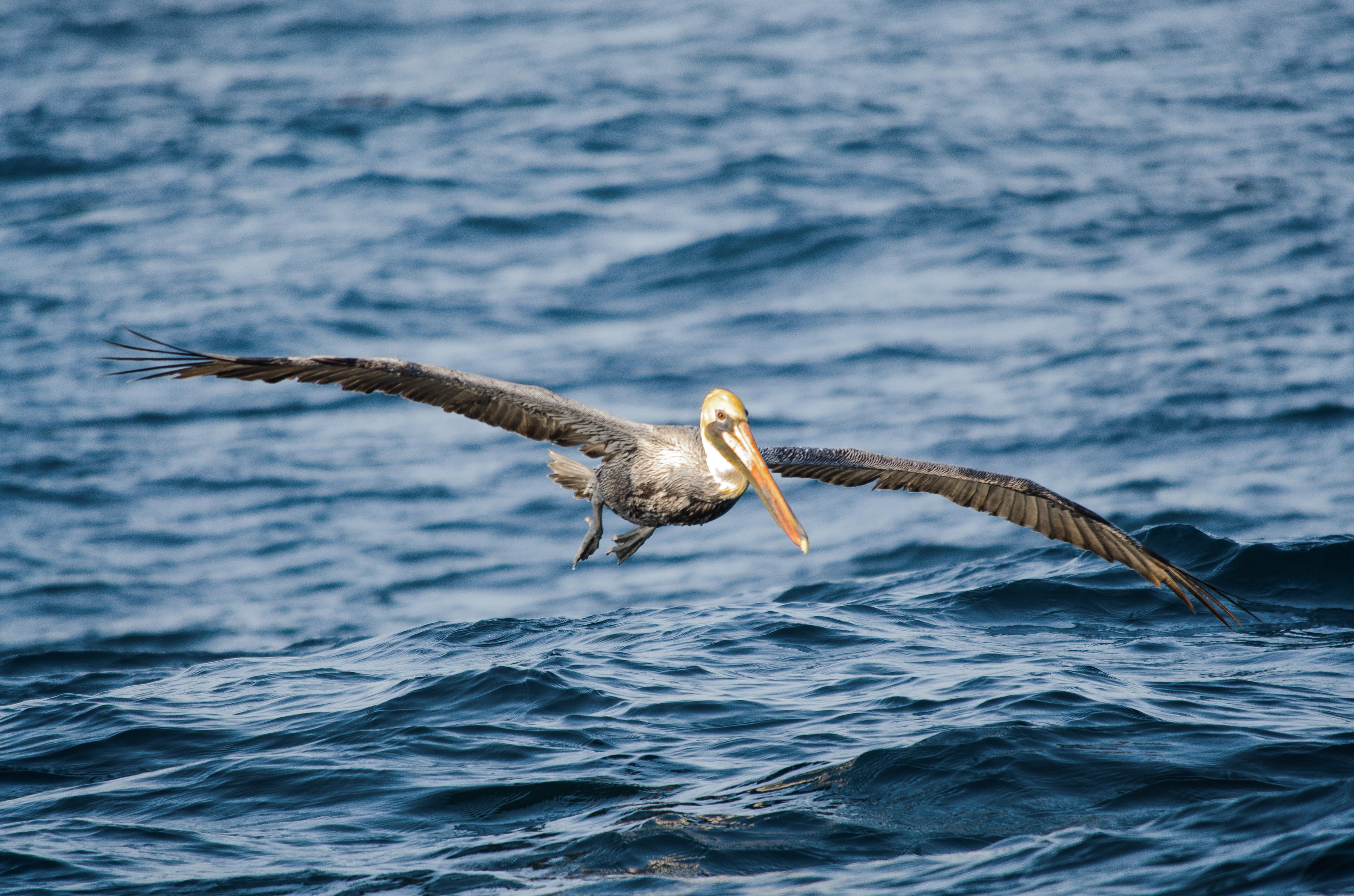Brown Pelican