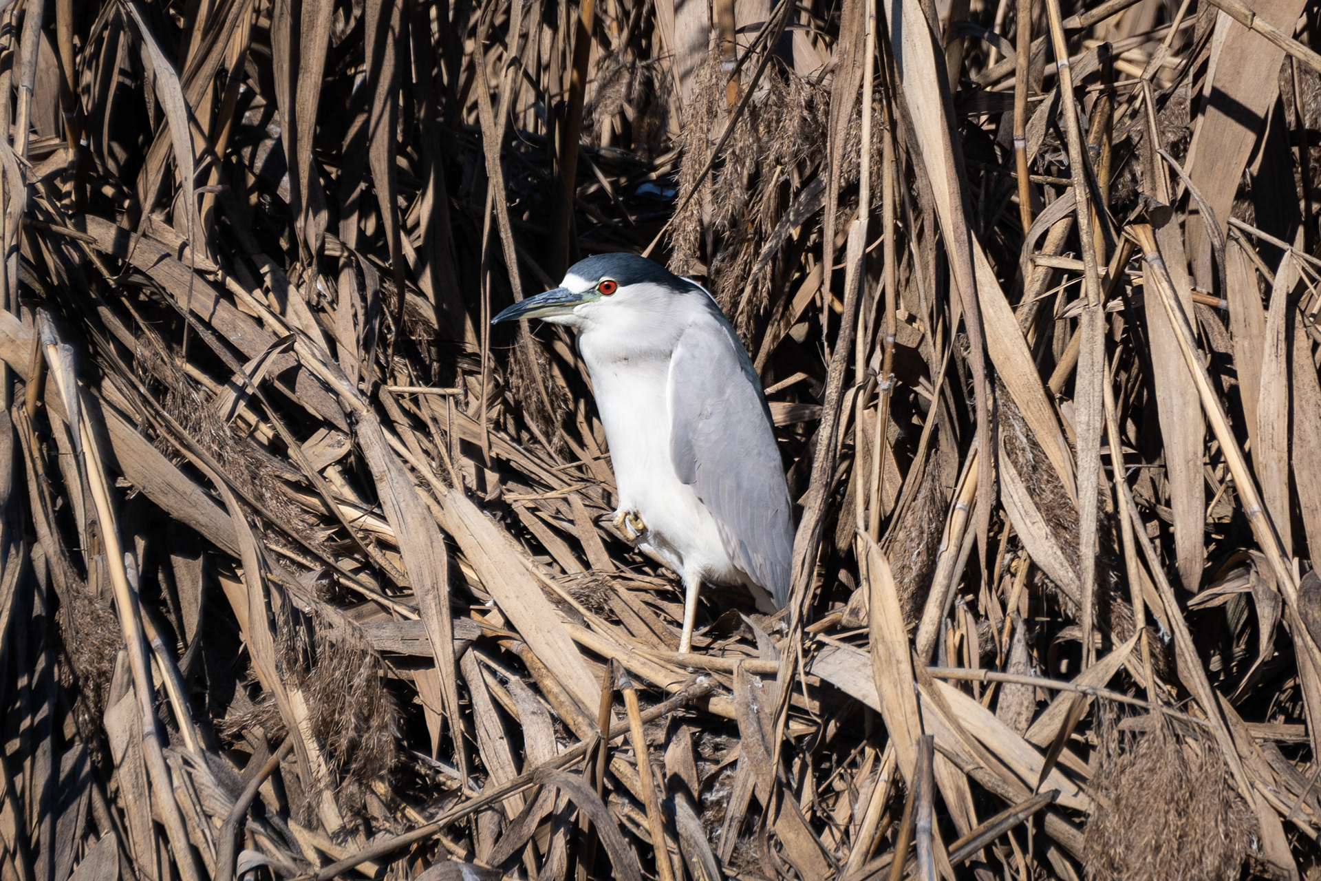  Black-crowned Night-Heron