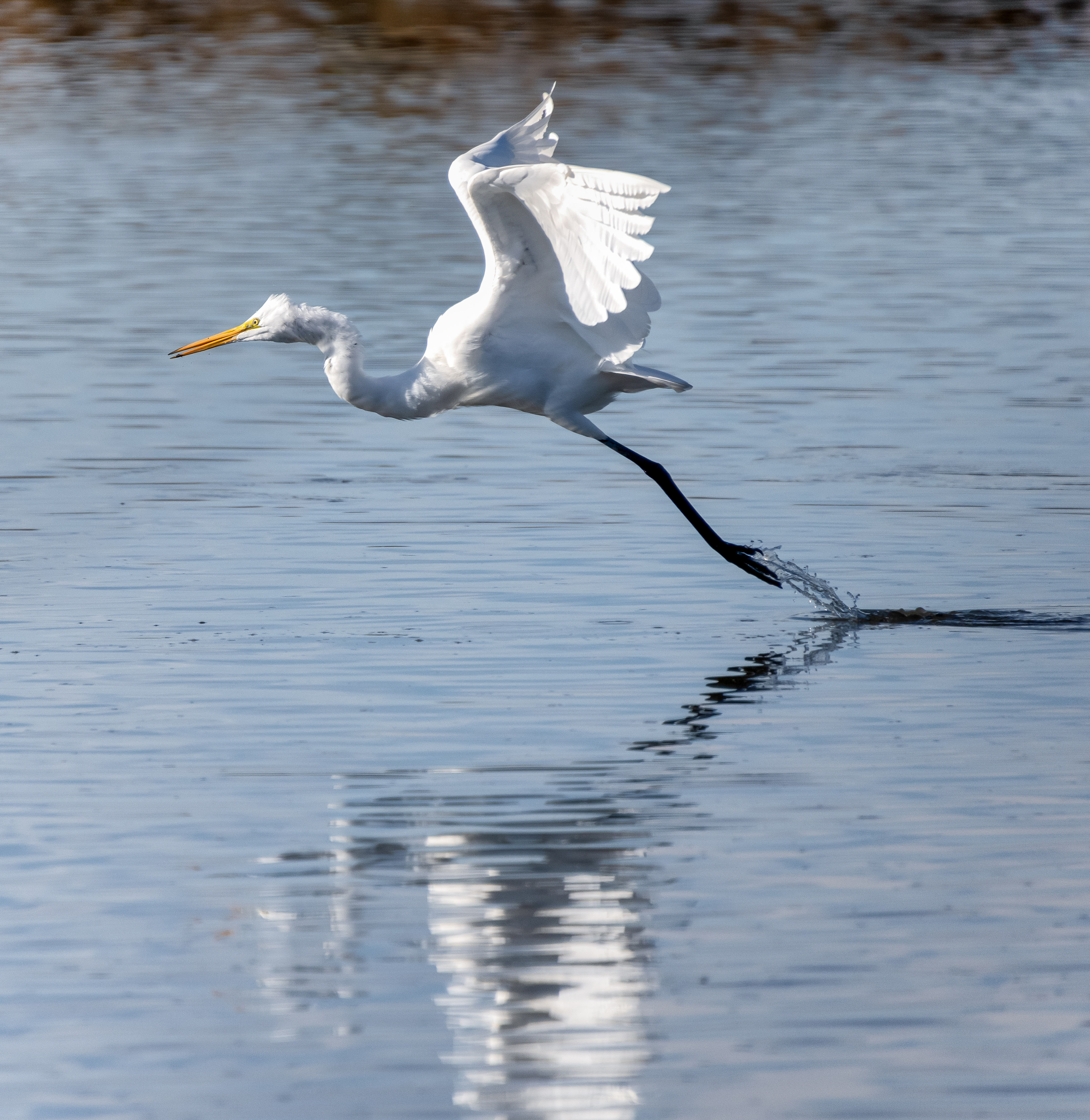 Great Egret