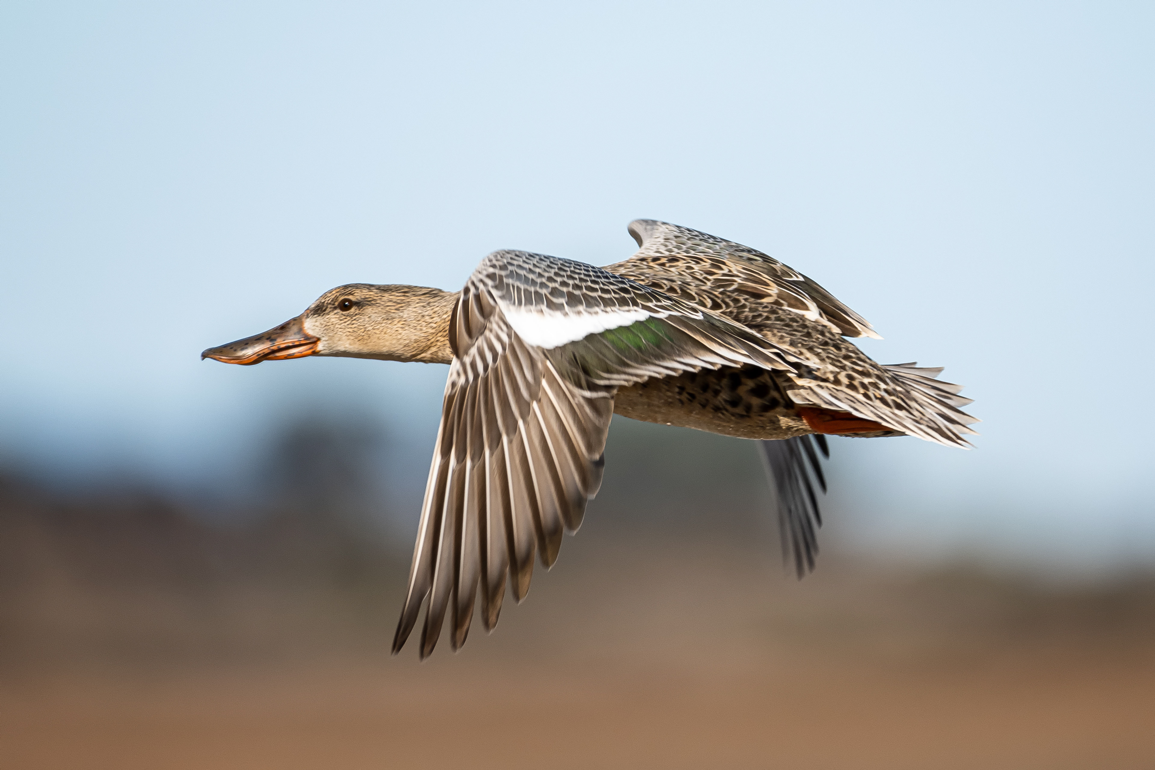Mallard (female)