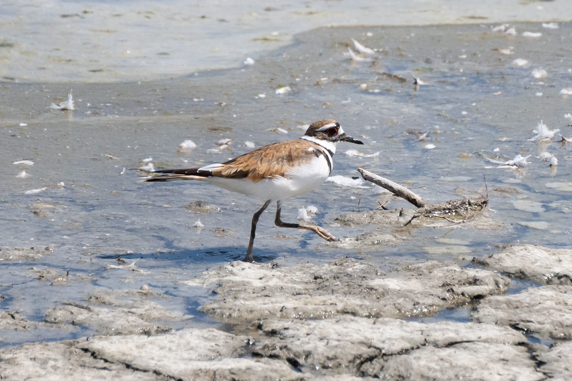 Killdeer