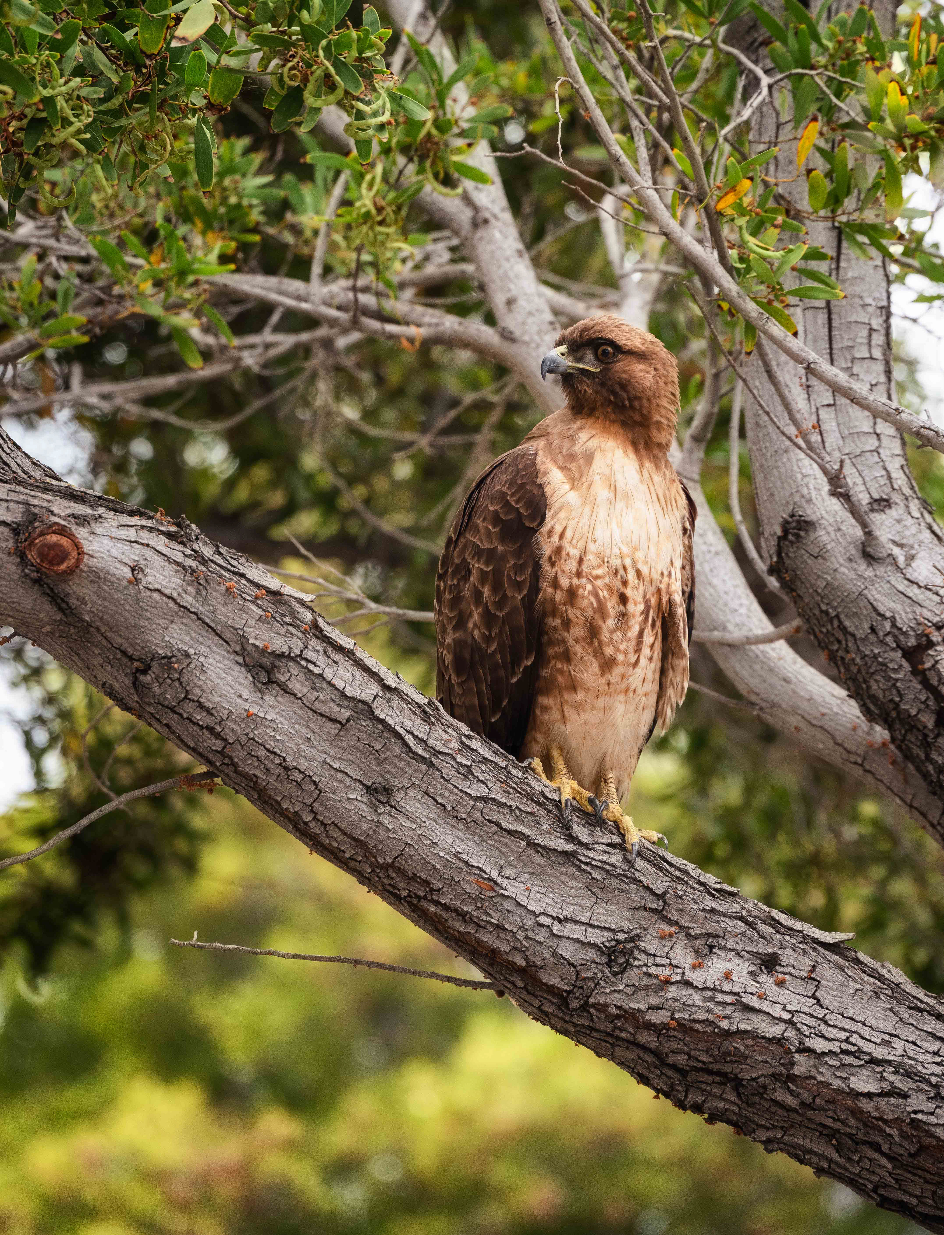  Red-tailed Hawk