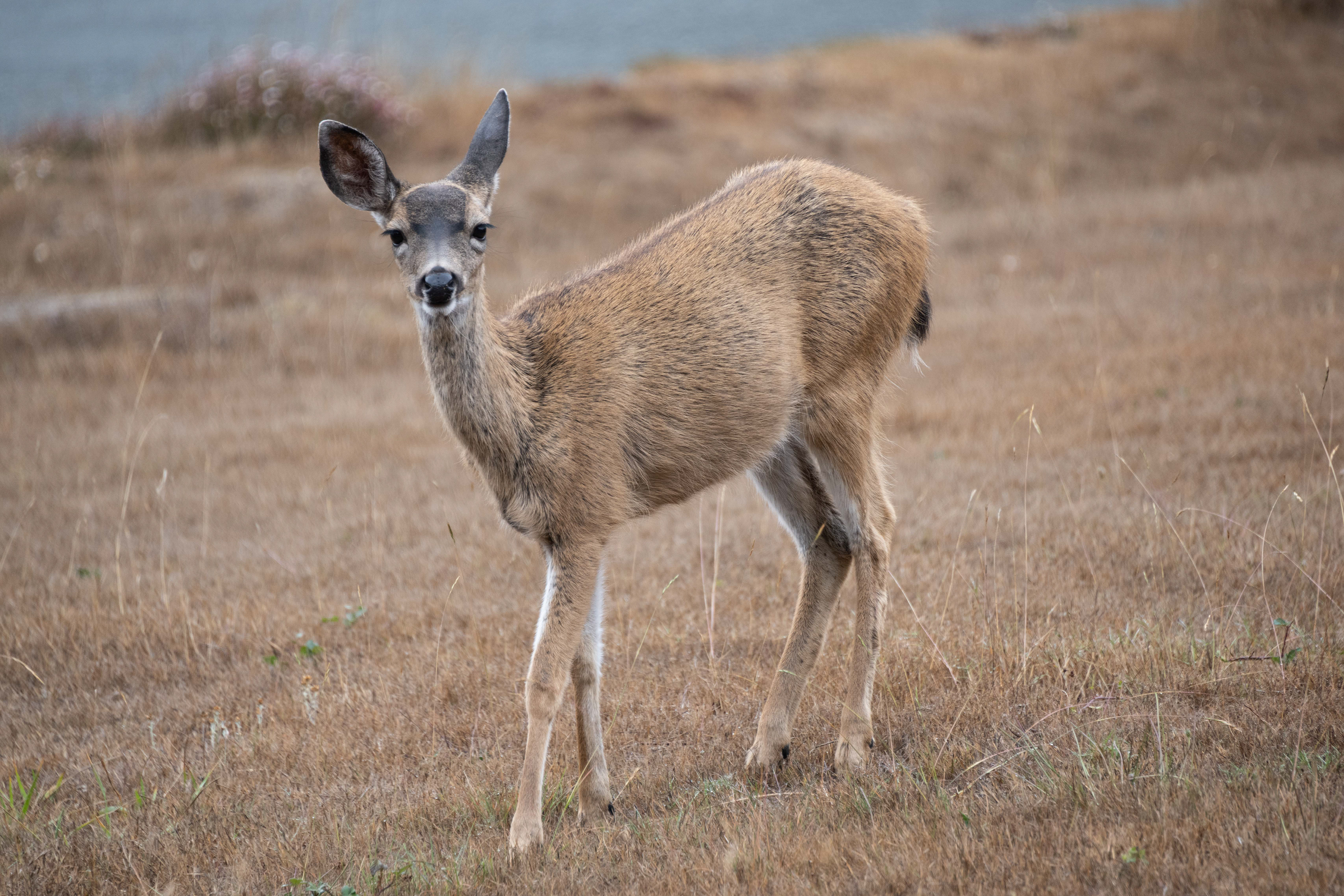 Black-Tailed Deer