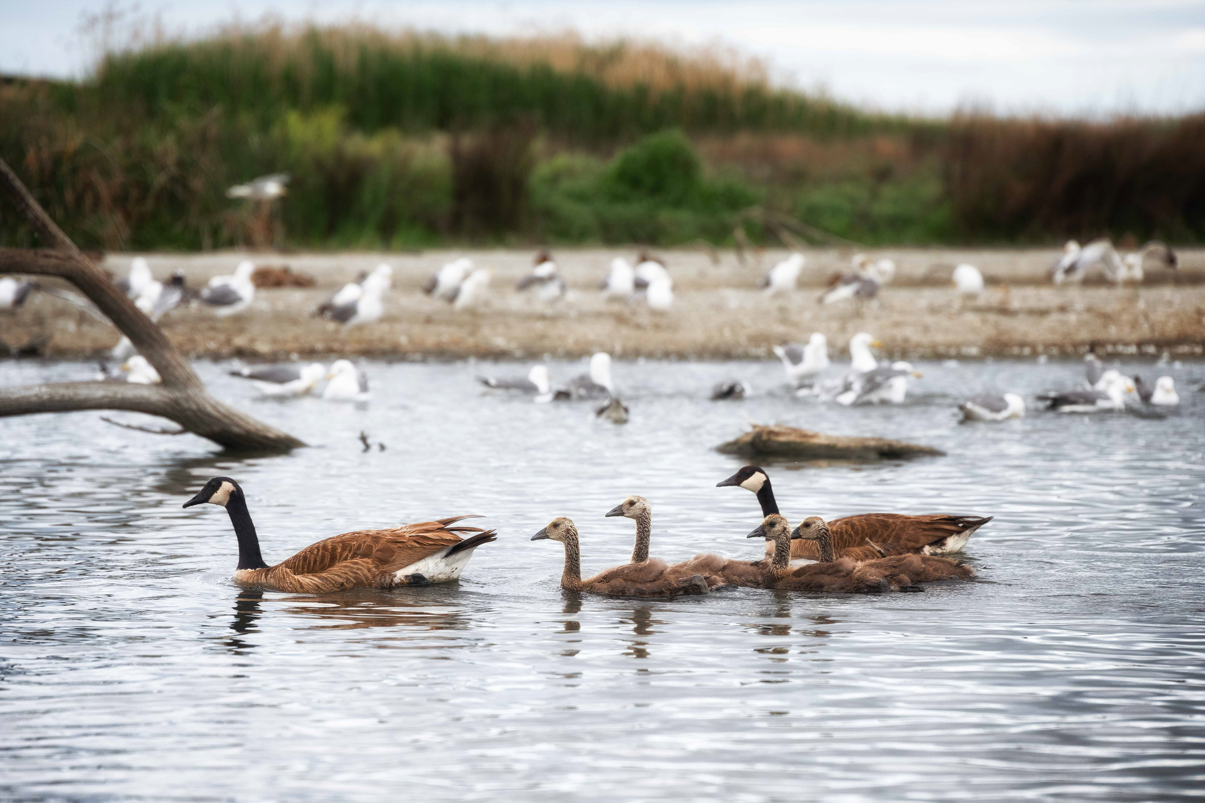 Canada Goose