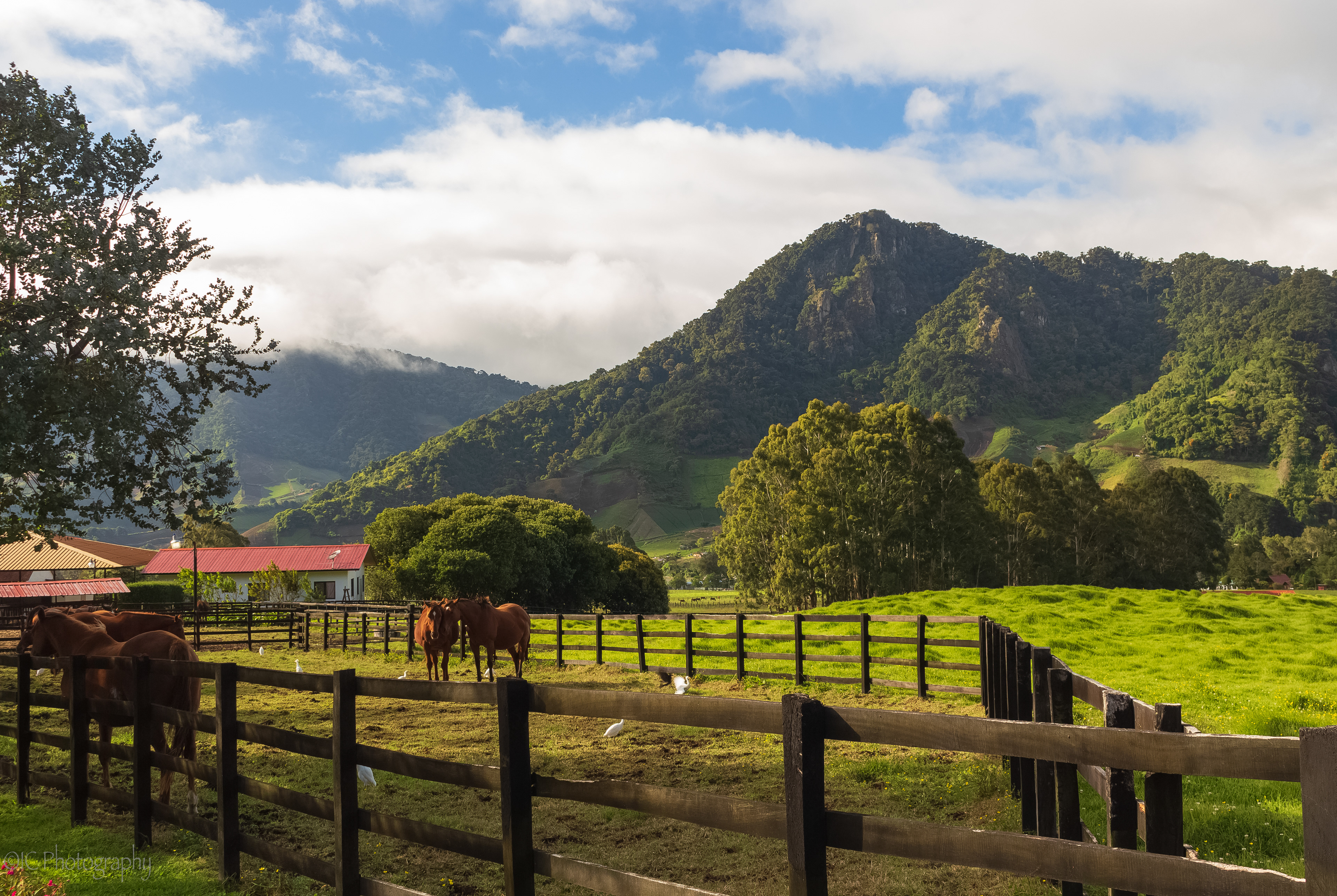 Loving horses and hating chickens, cycle of life stuff - Cerro Punta, Panama