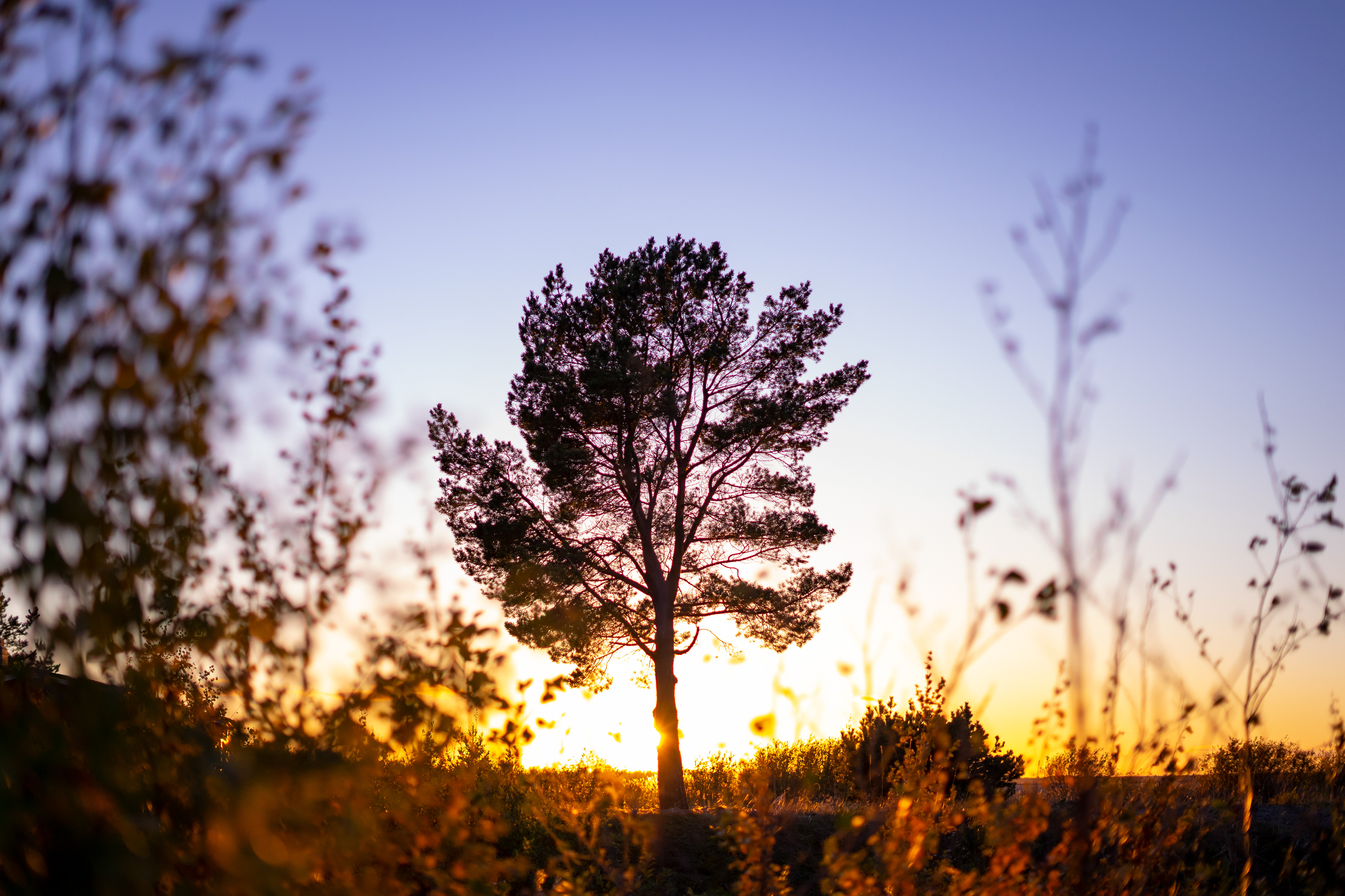Harrbådan auringonlasku