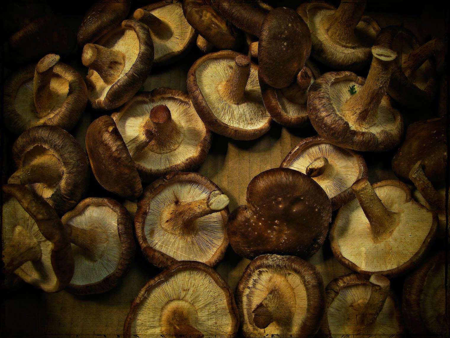 Mushrooms