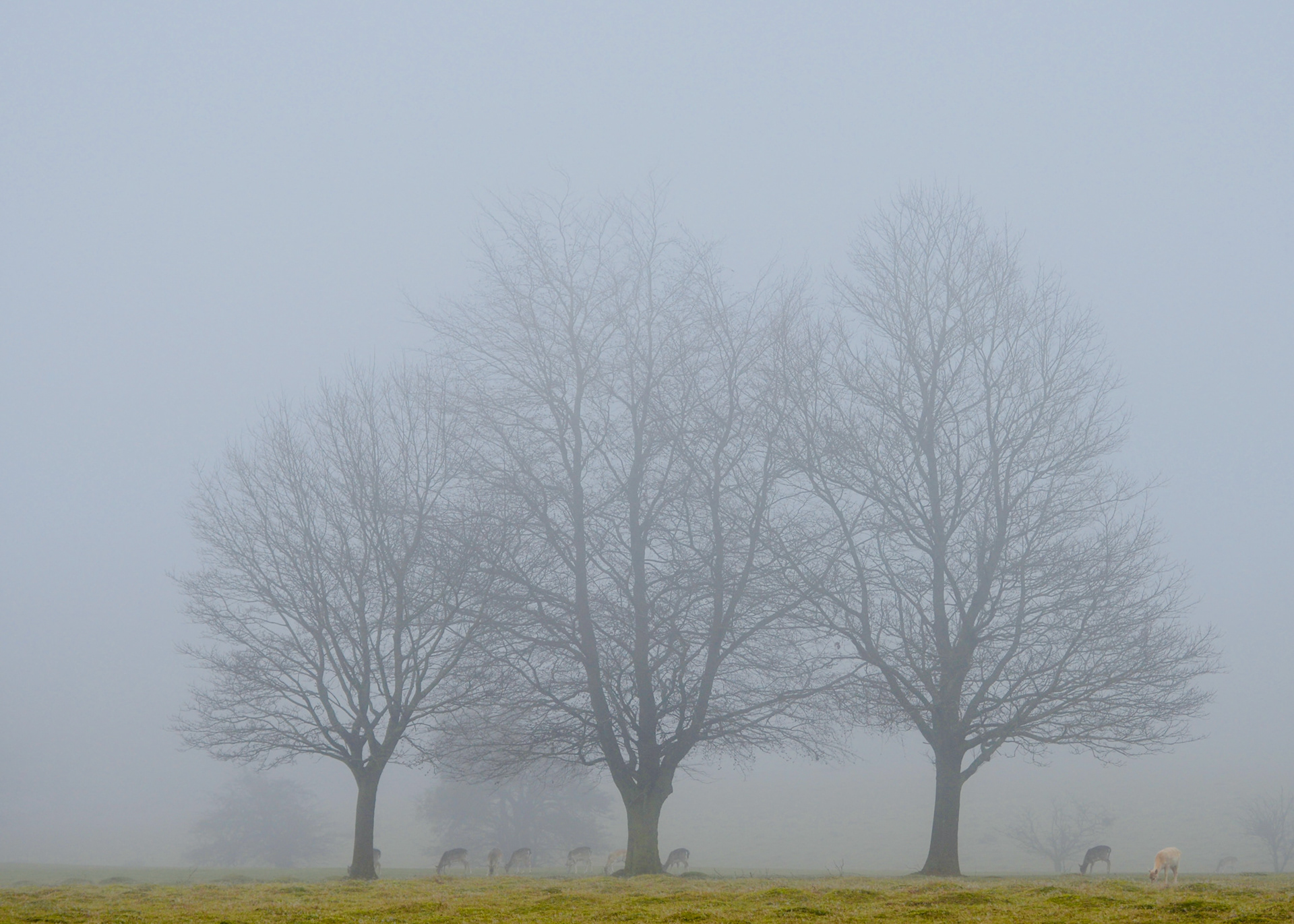 Knole Park, Sevenoaks, UK