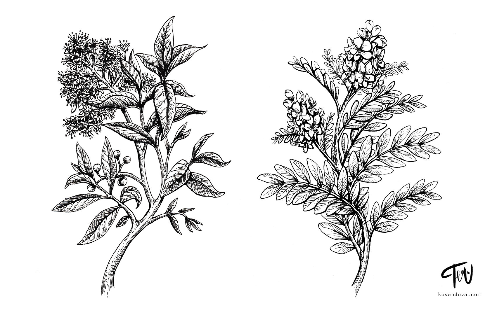 Product illustration