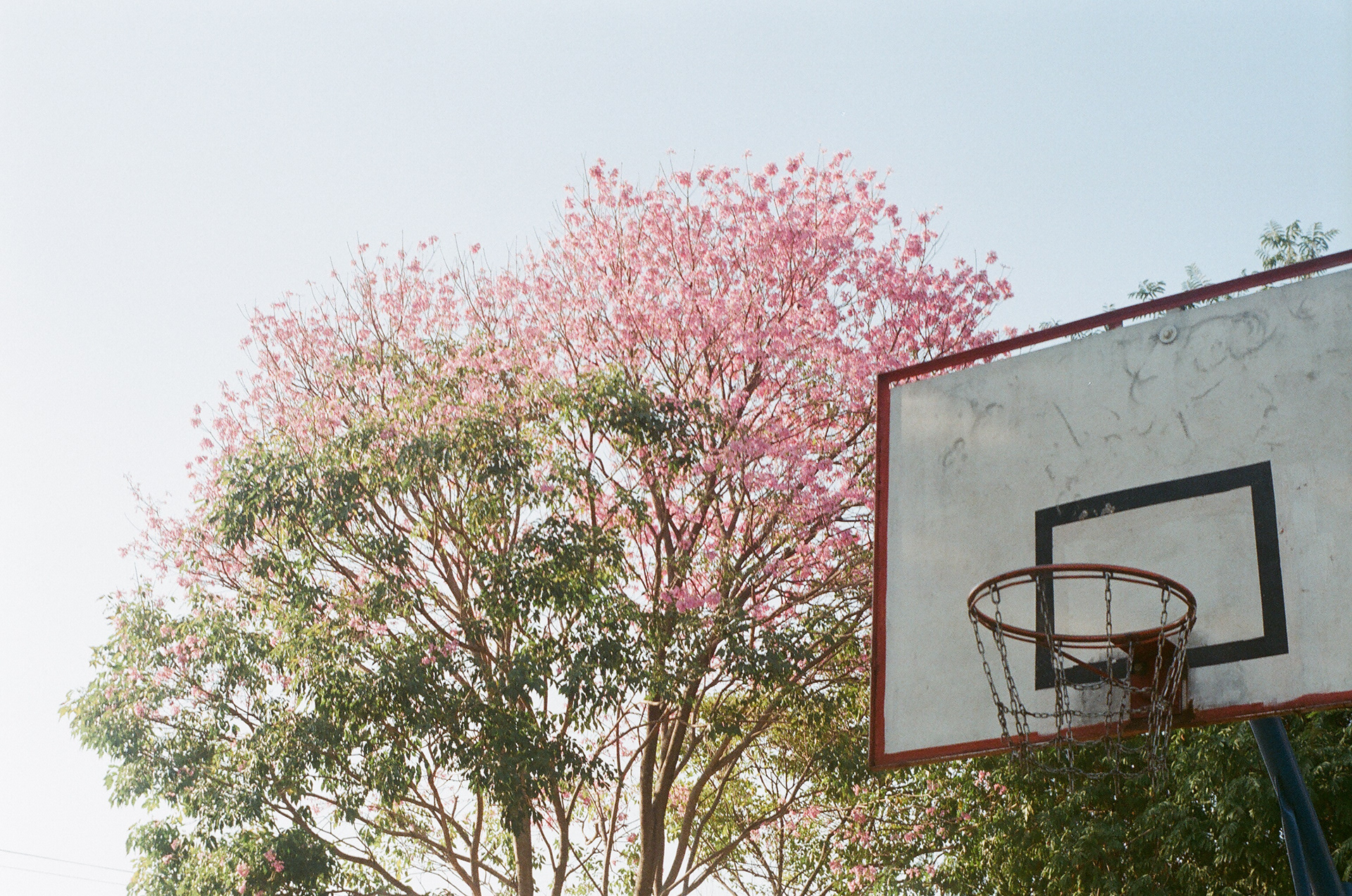 Cesta - Rio de Janeiro, 2021