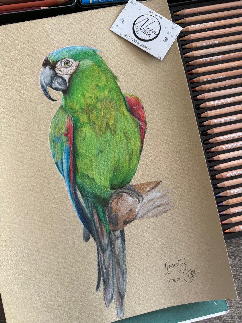 ara severa ( kleurpotlood )