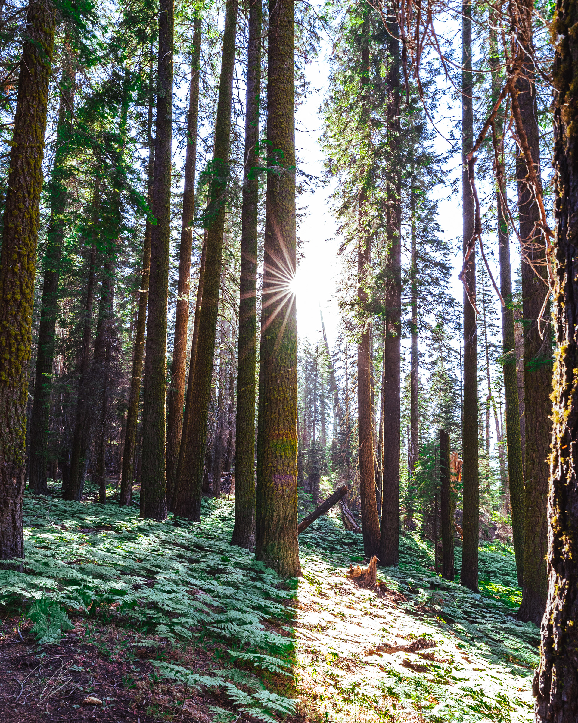 Sequoia National Park