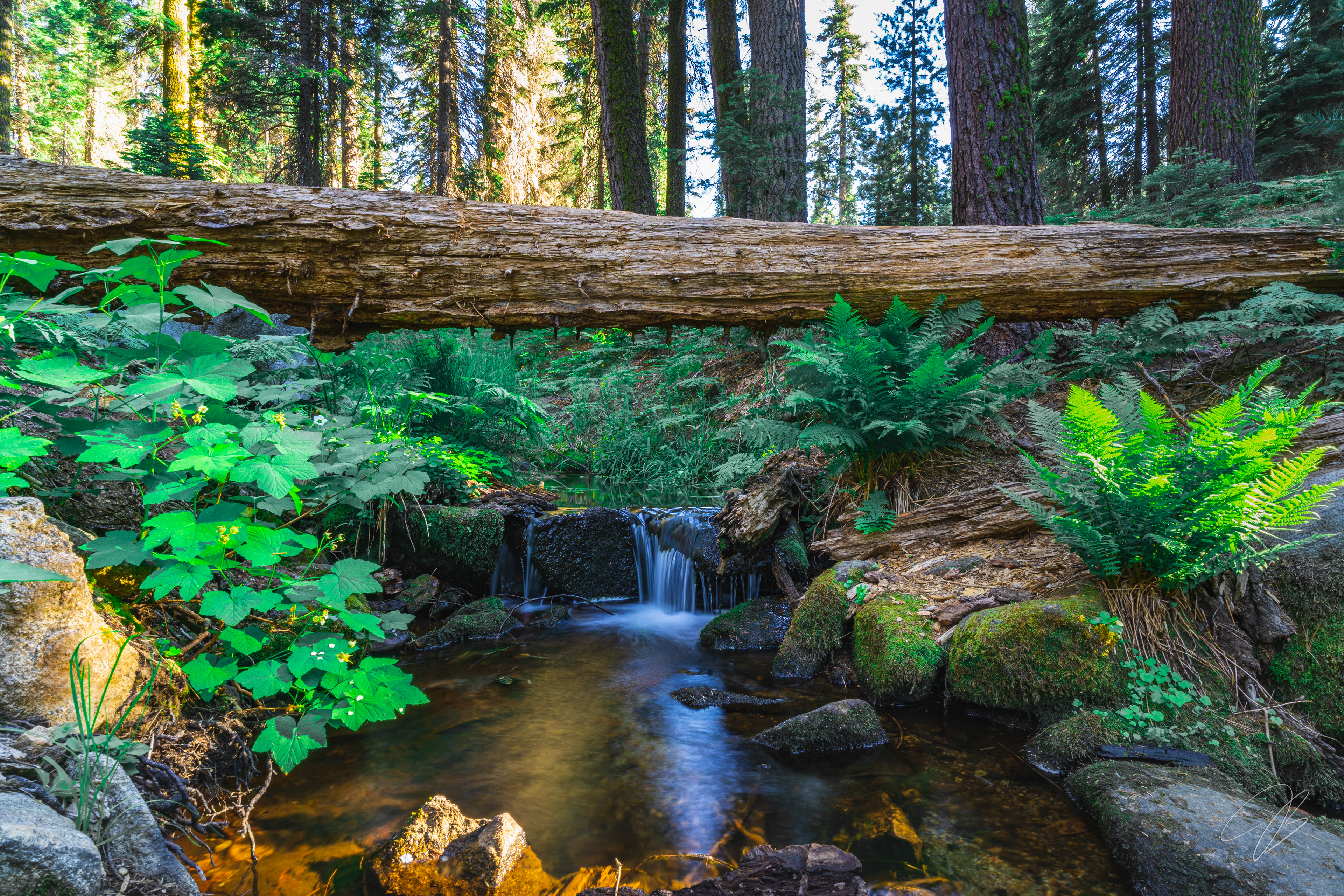 Sequoia National Park