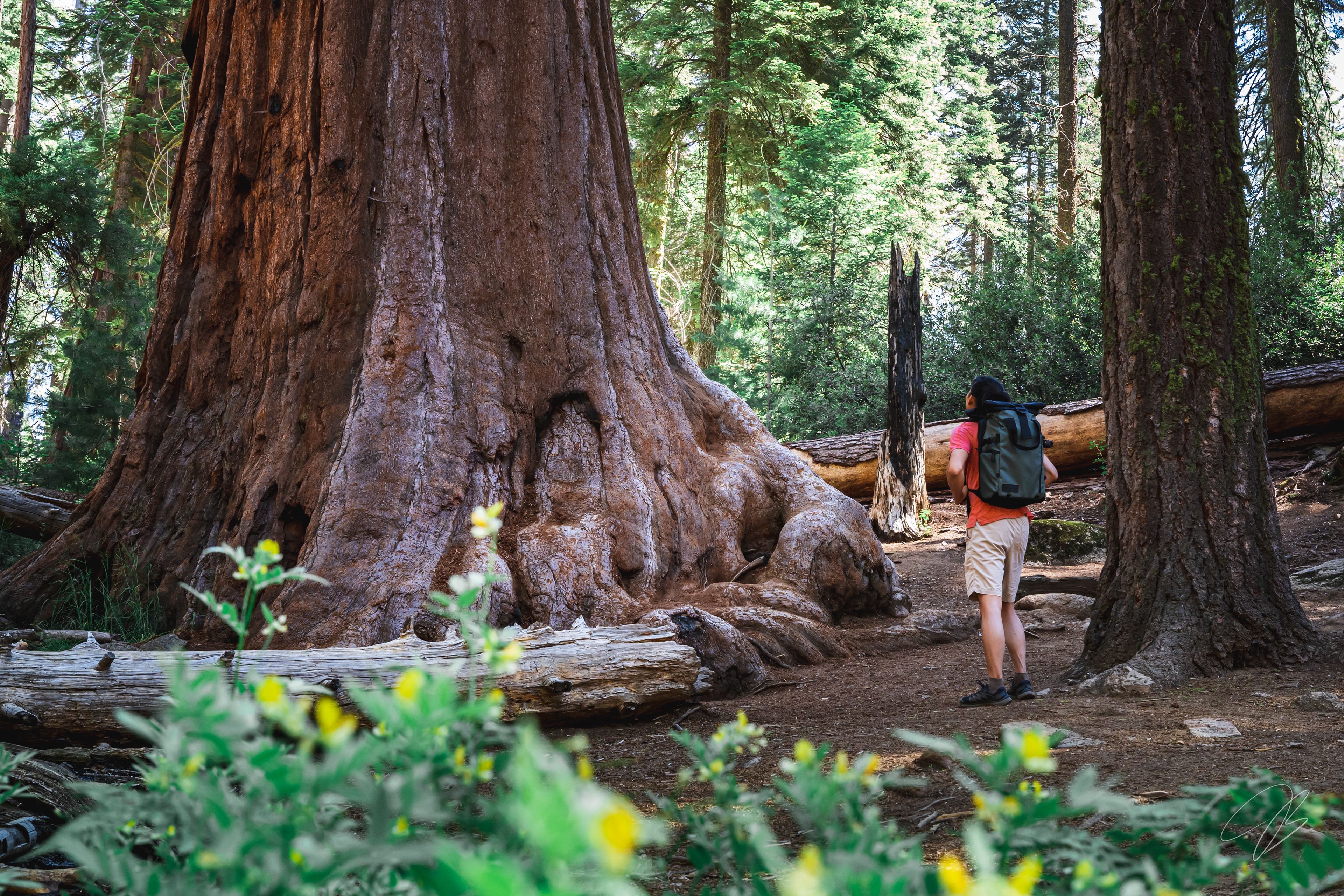Sequoia National Park