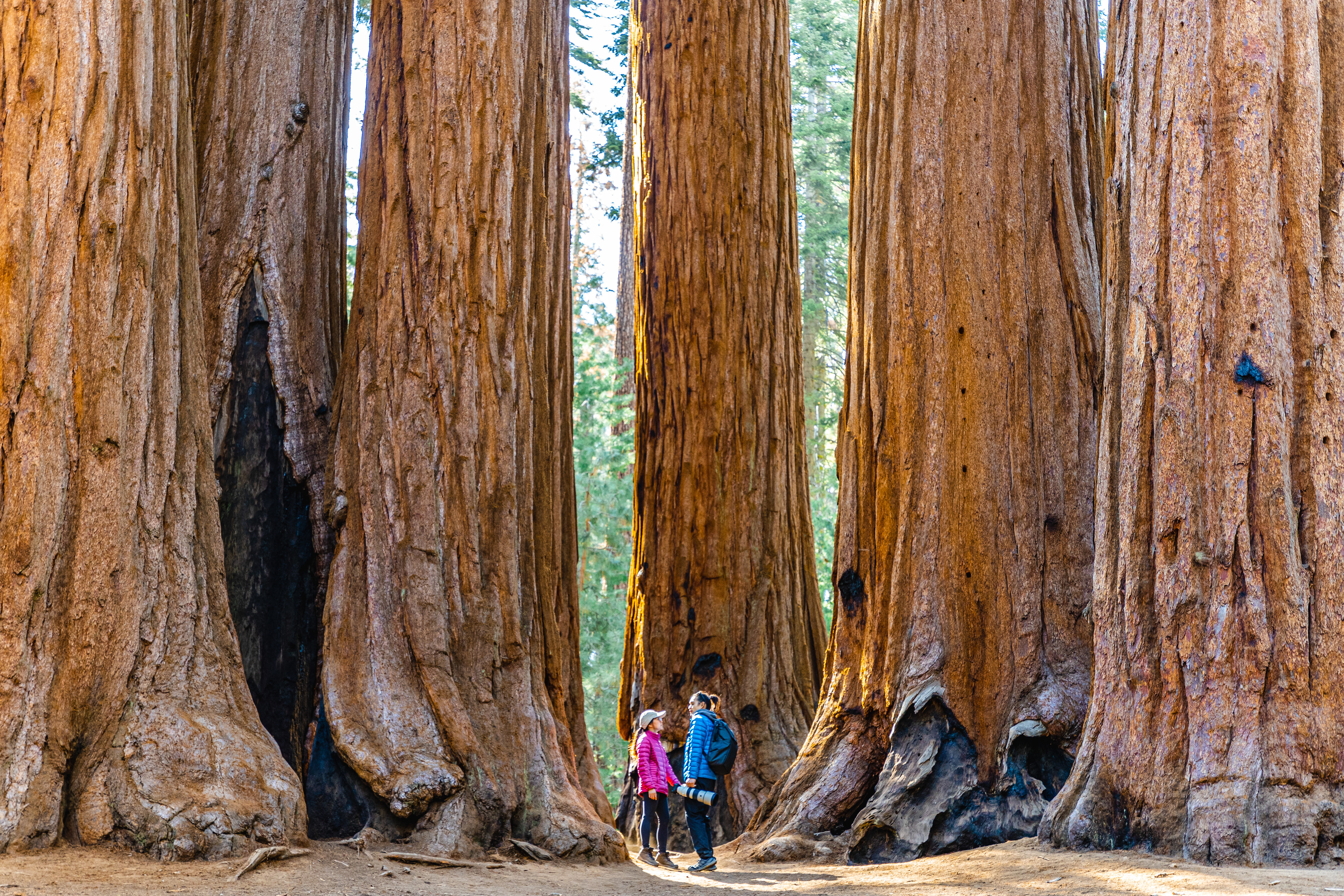 Sequoia National Park