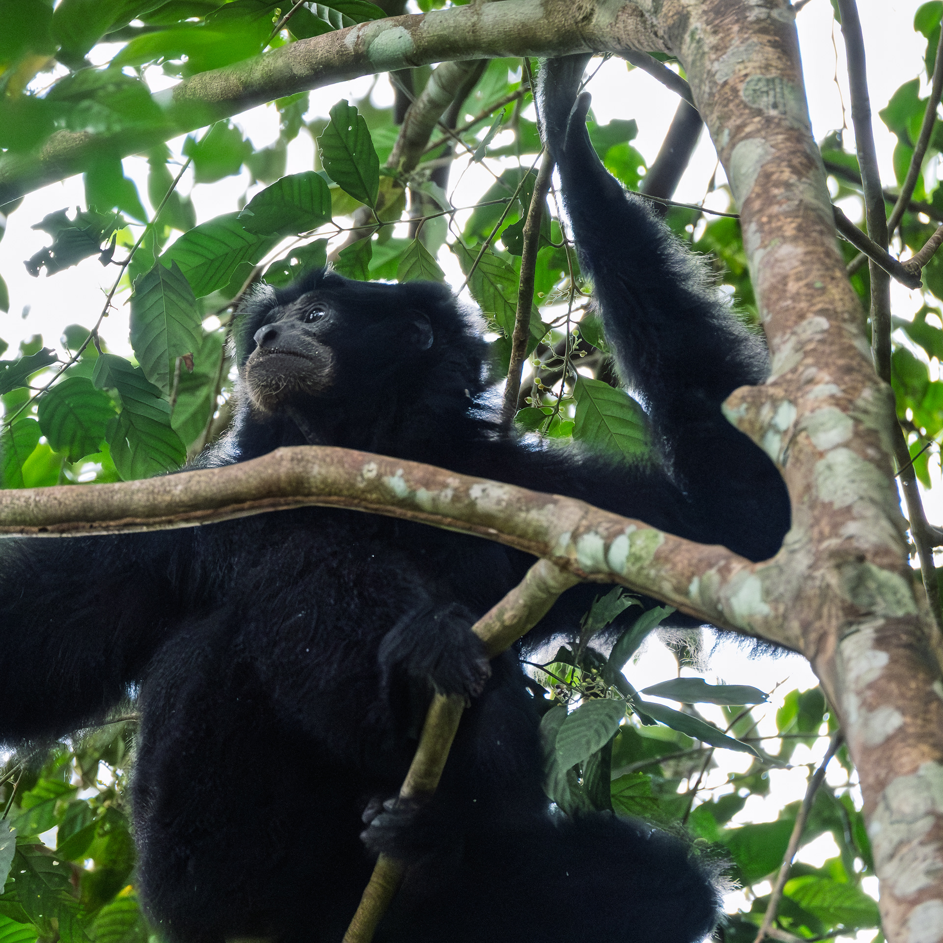 Black Gibbon