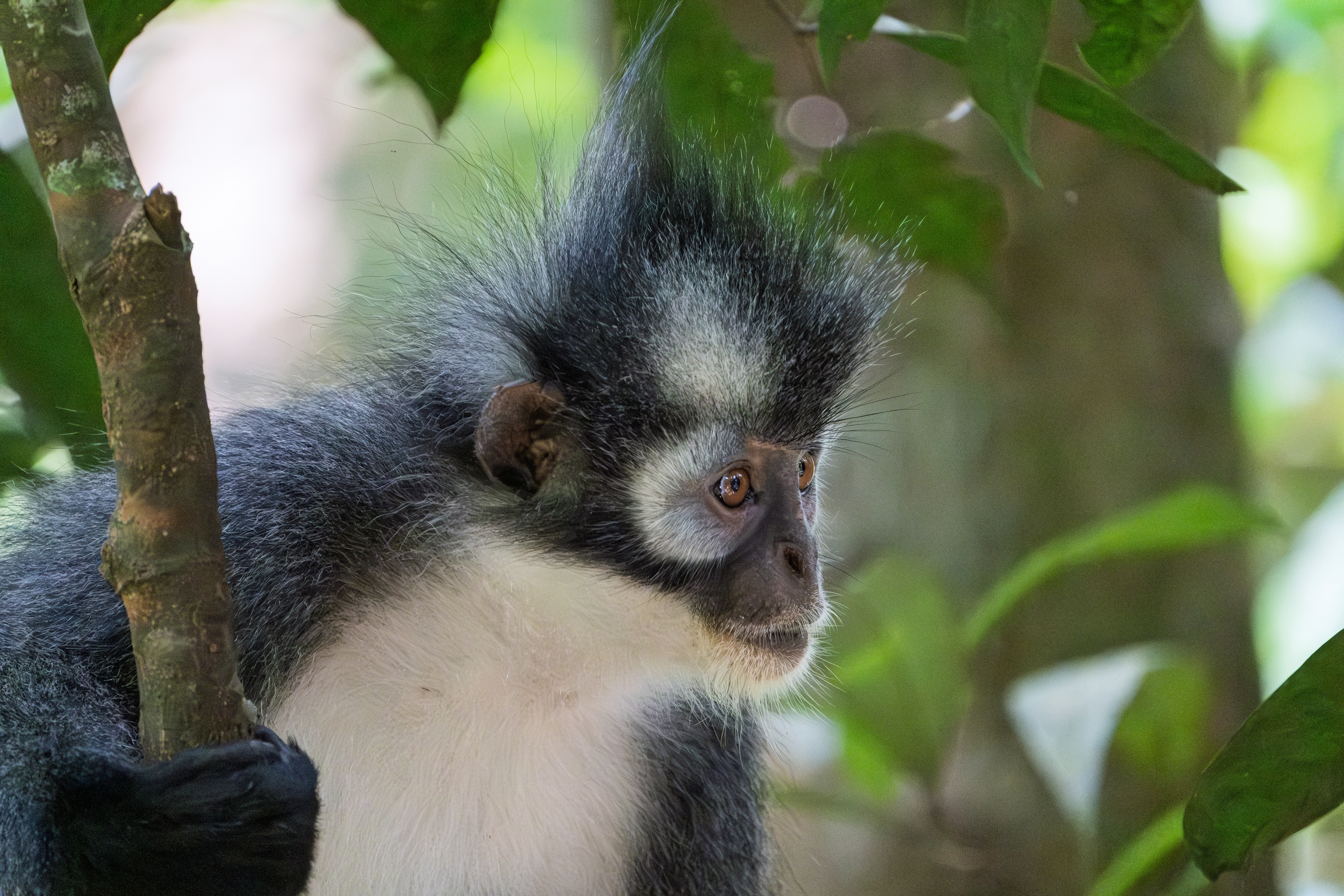 Thomas Leaf Monkey