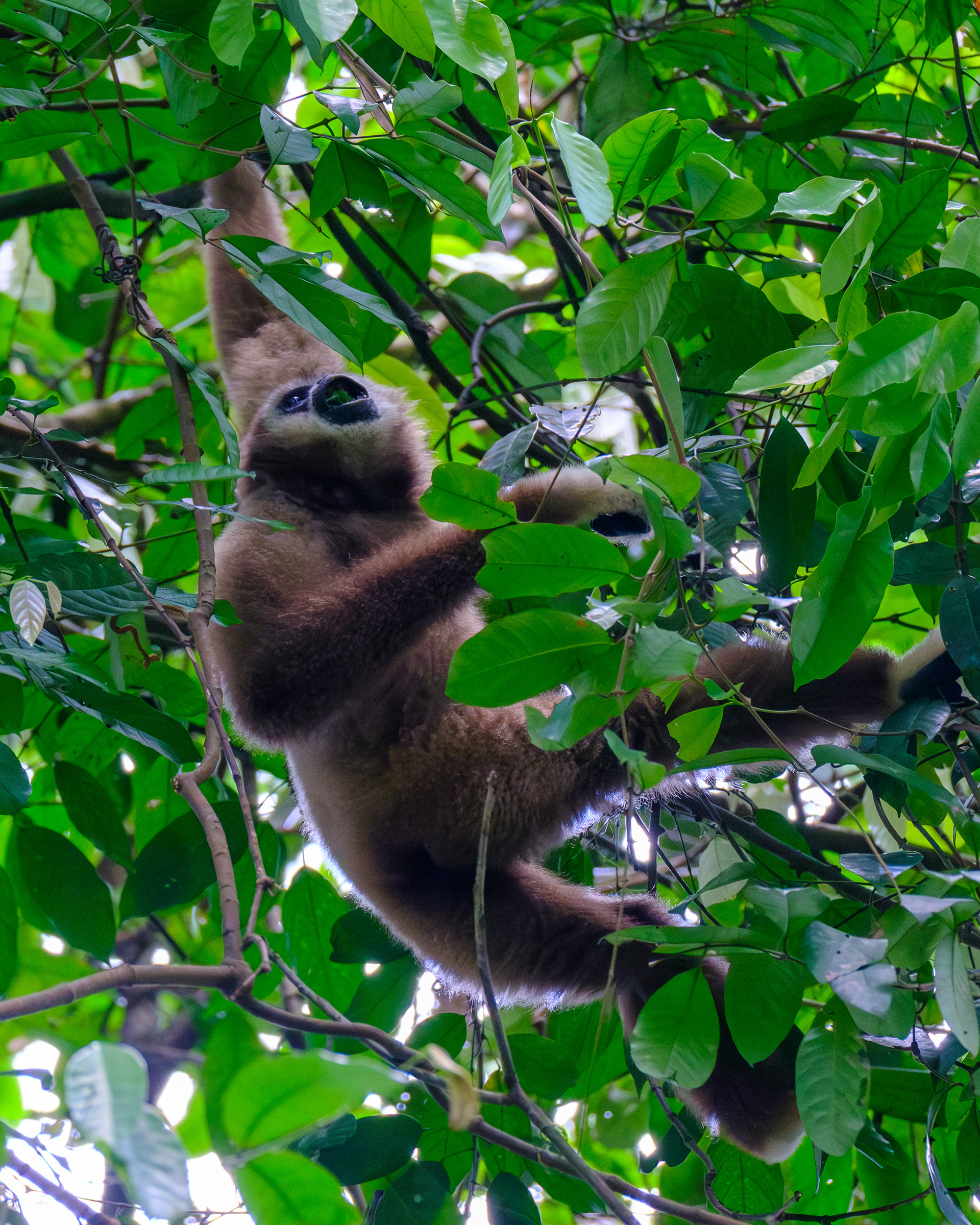 White-Handed Gibbon