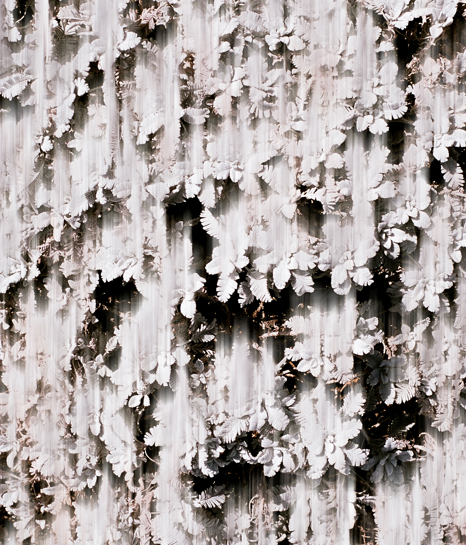 "Les neiges éphémères"