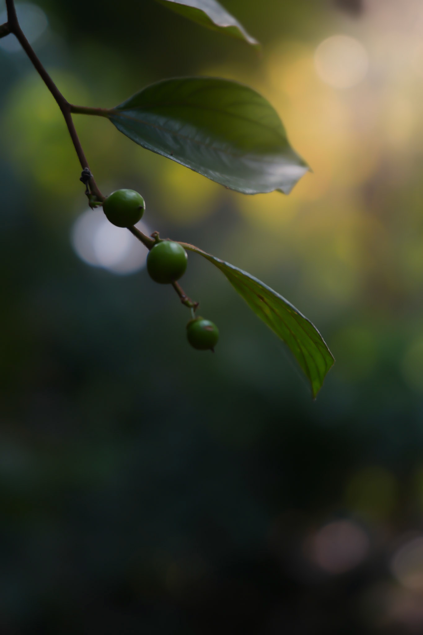 Sony ILCE-6700 | 50mm | f/5.6 | 1/90s | ISO 100