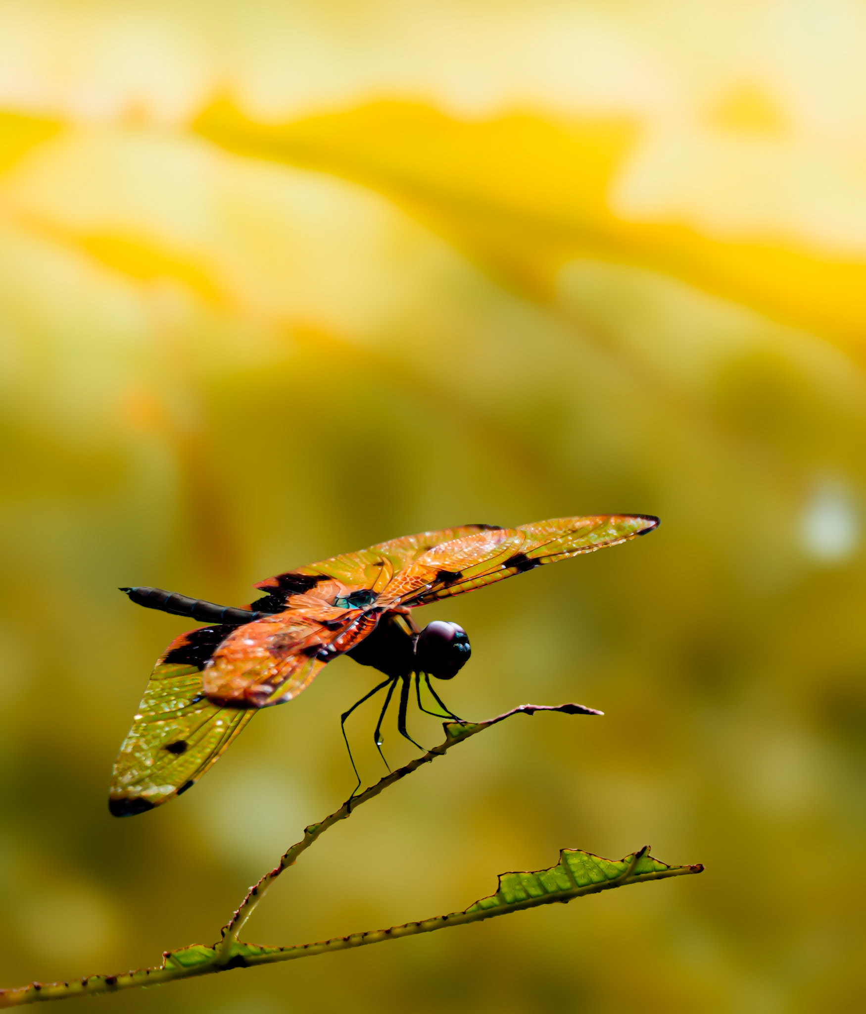 Sony ILCE-6700 | 50mm | f/5.6 | 1/20s | ISO 80