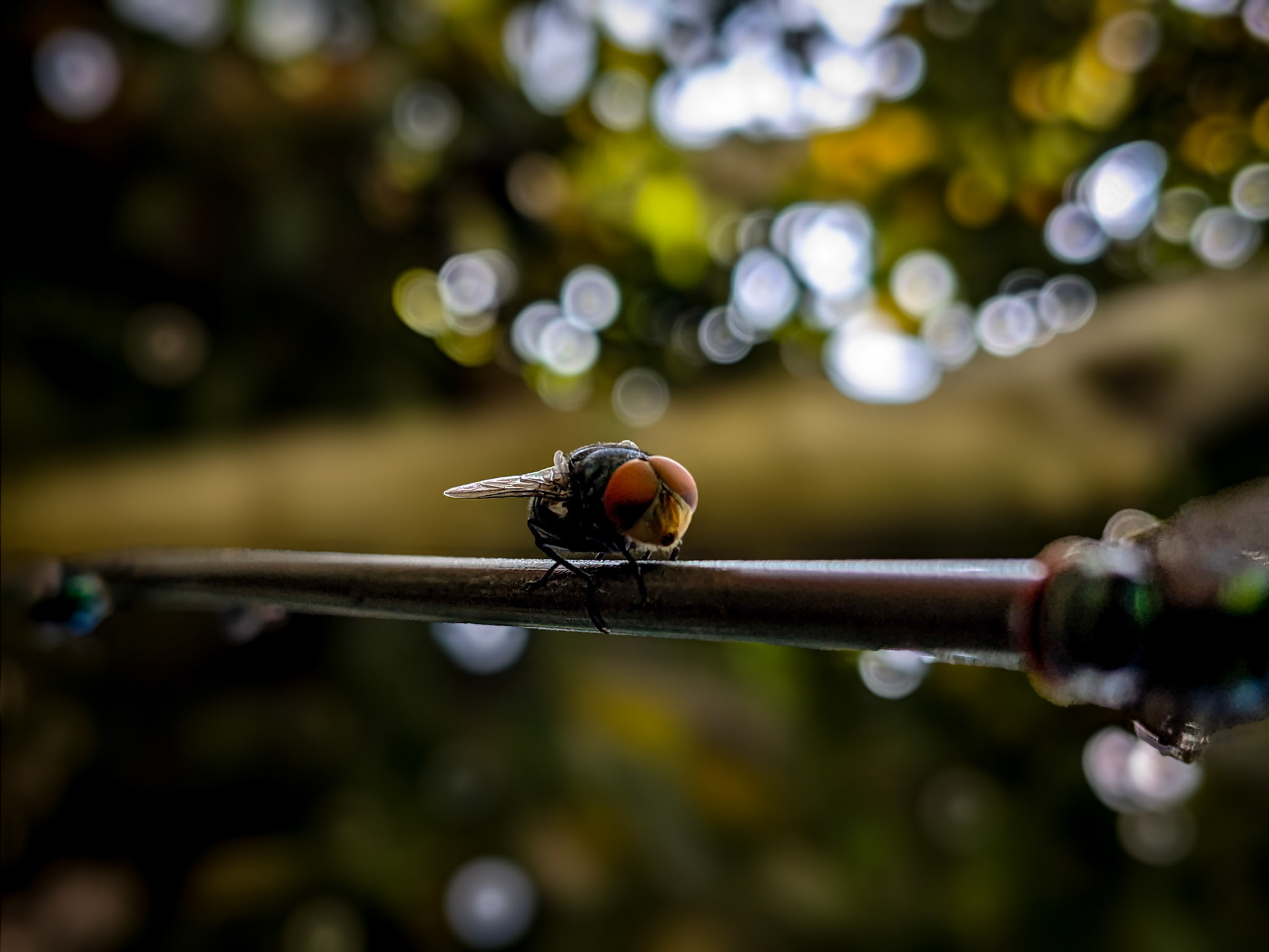 Google Pixel 6A | 4.38mm | f/1.73 | 1/649s | ISO 46