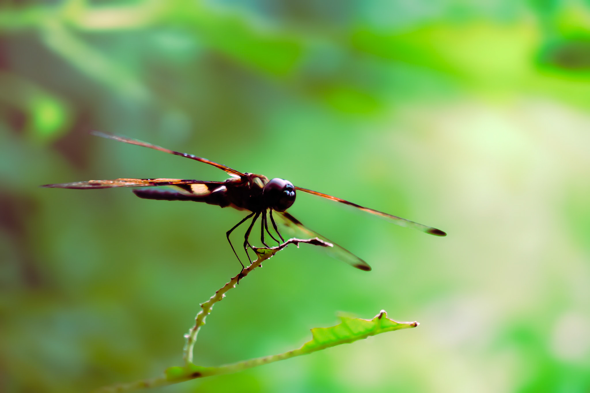 Sony ILCE-6700 | 50mm | f/5.6 | 1/250s | ISO 1000