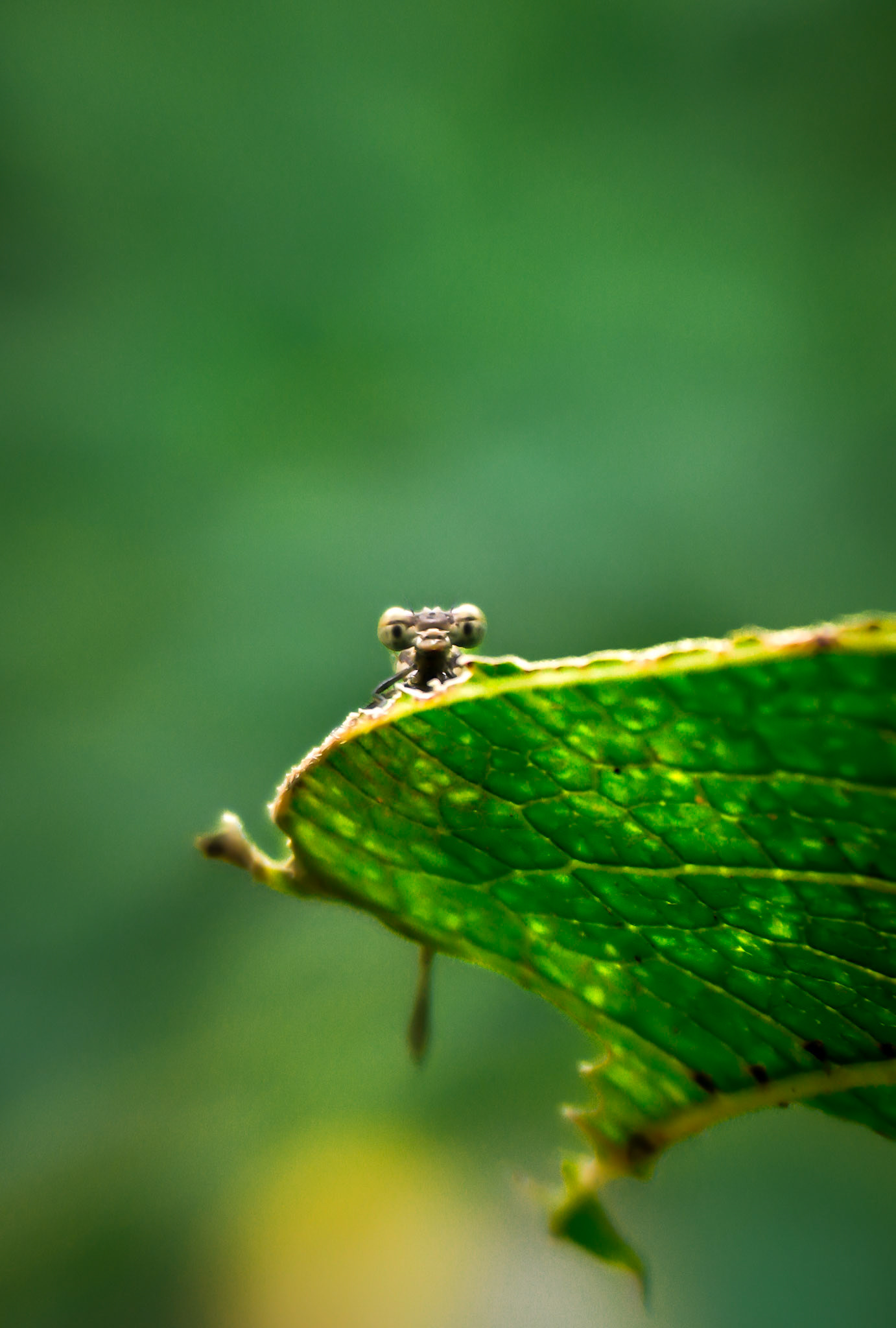 Sony ILCE-6700 | 50mm | f/5.6 | 1/90s | ISO 100