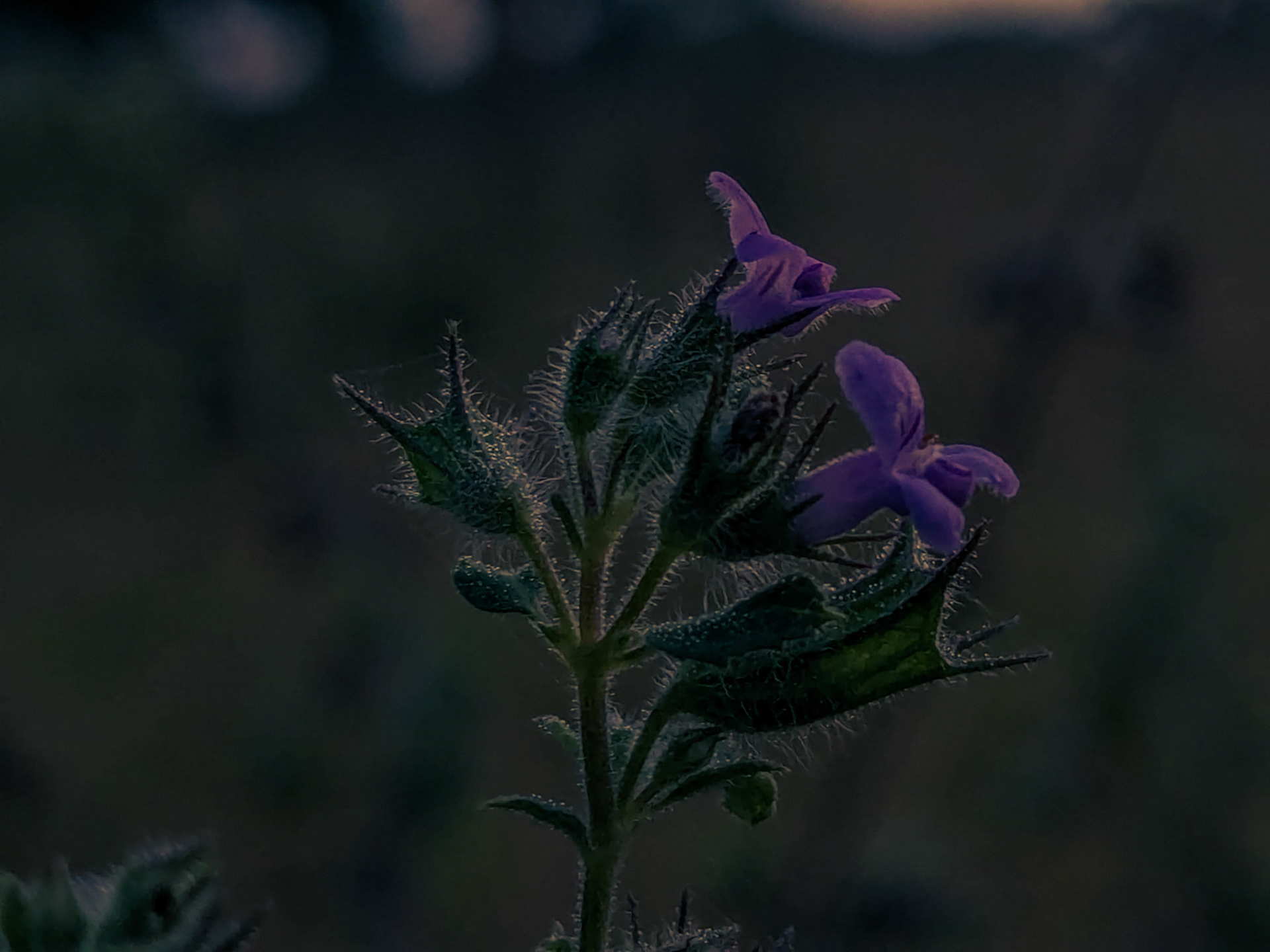 Google Pixel 6A | 4.38mm | f/1.73 | 1/50s | ISO 114