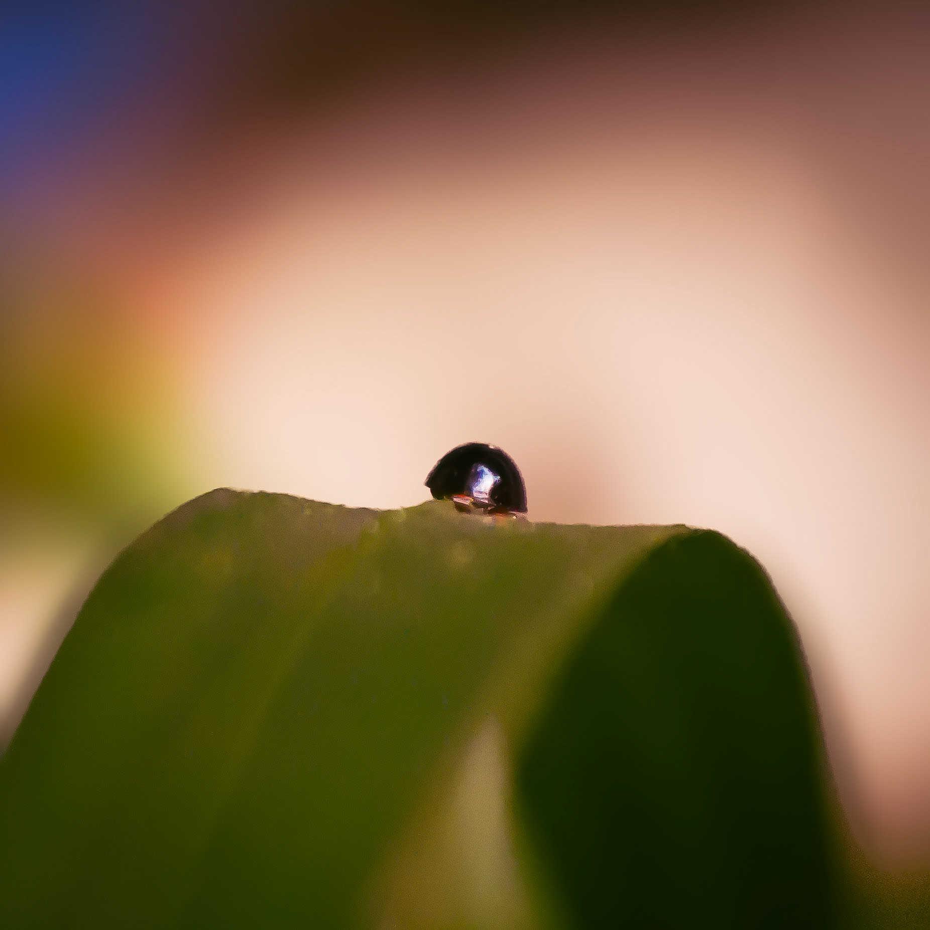 Sony ILCE-6700 | 50mm | f/5.6 | 1/90s | ISO 100