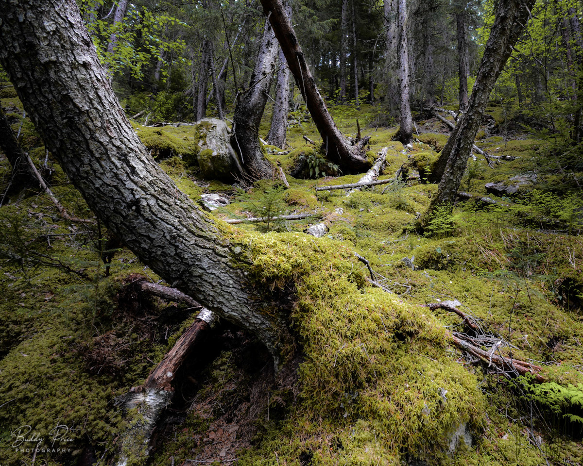 Mossy Forest